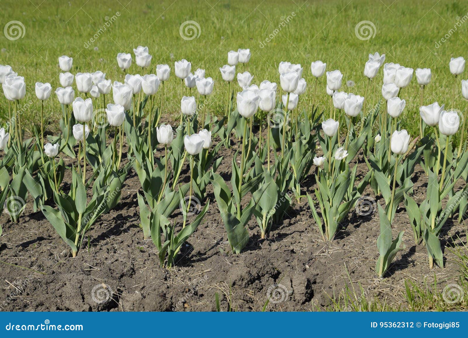 Una Cama De Flor Con Los Tulipanes Blancos Tulipanes Blancos, Plantas Con Bulbo  Flores Blancas Foto de archivo - Imagen de partero, cama: 95362312