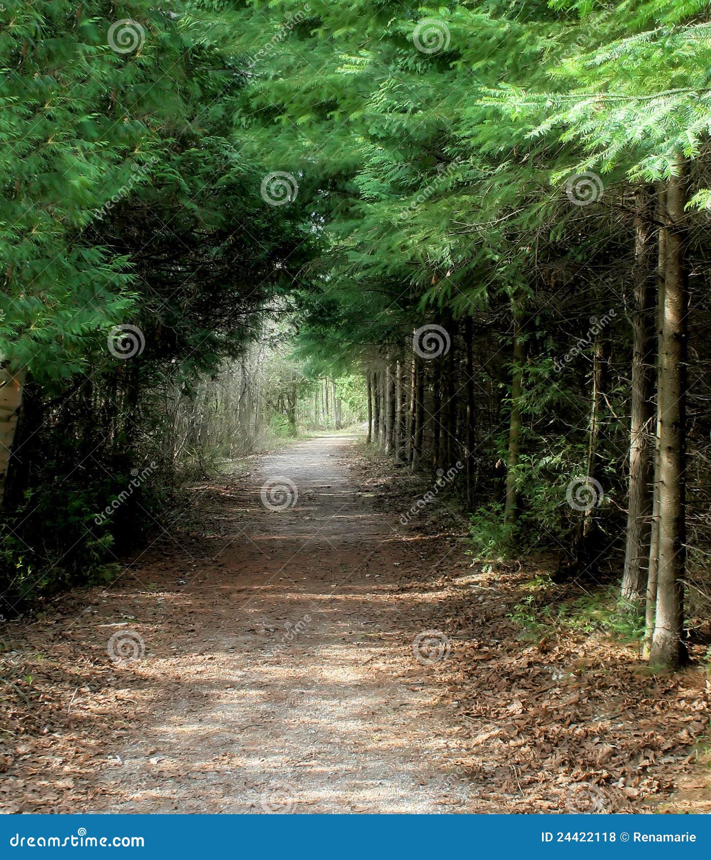 Una camminata nel legno. I bei evergreens alti allineano una via isolata calma