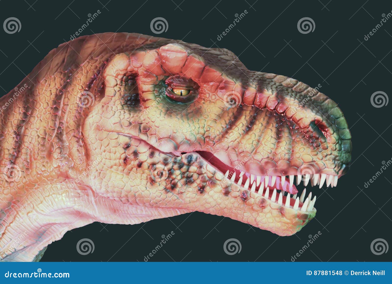 Una Carne Que Come El Dinosaurio Del Giganotosaurus Contra Negro Foto de  archivo - Imagen de reptil, dinosaurio: 87881548