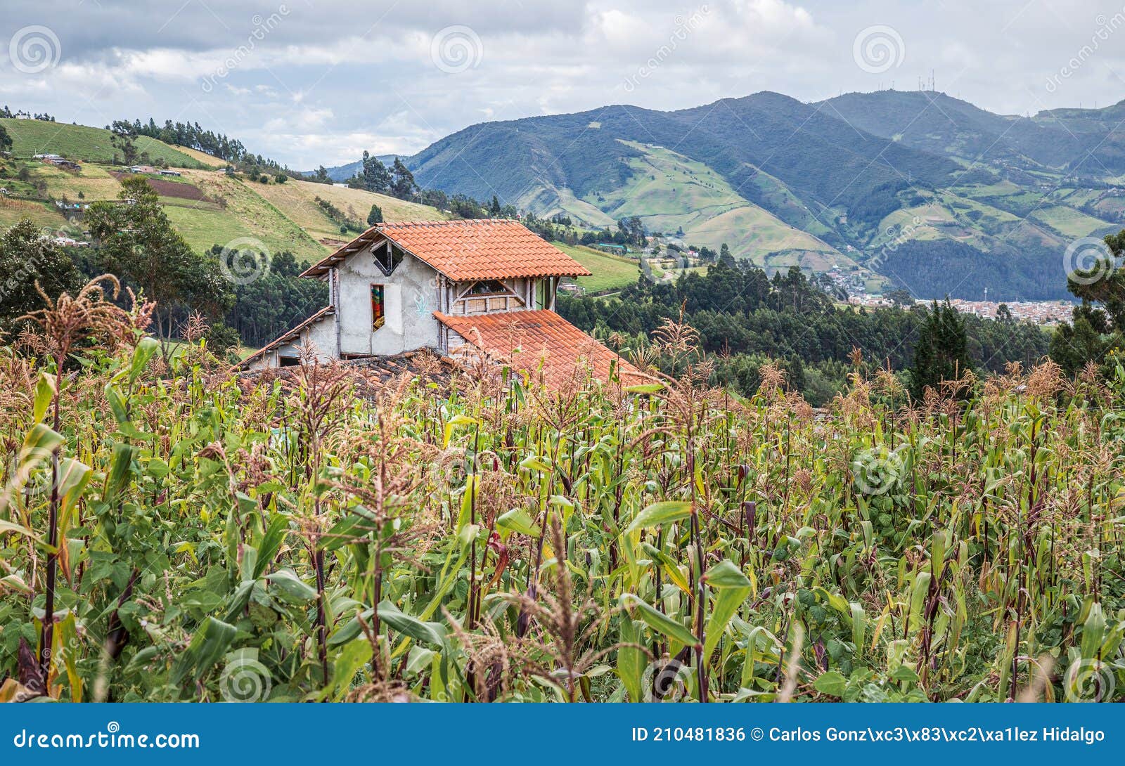 una casita rodeada por cultivos de maiz