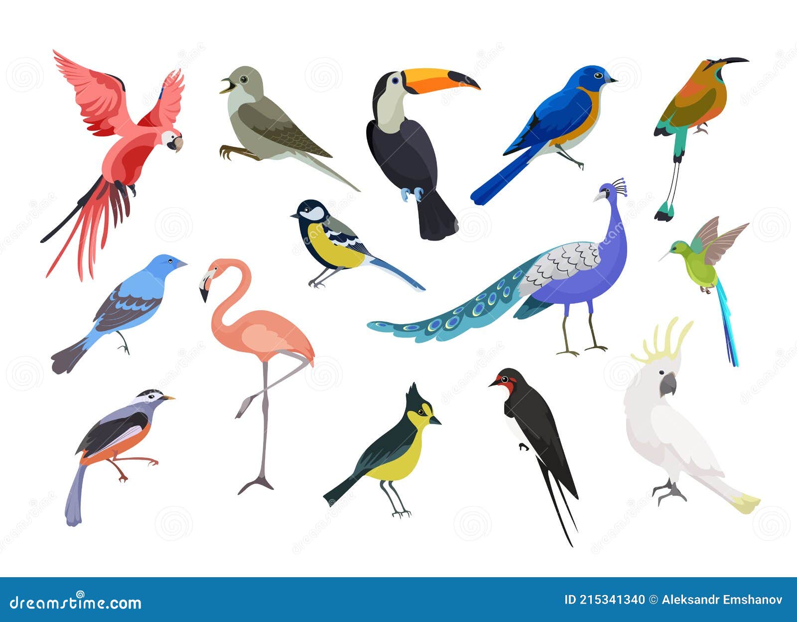 Una Colección De Pájaros De Colores. Hermosas Aves Realistas. Stock de ilustración - Ilustración de hermoso, compartimientos: 215341340 Una Colección De Pájaros De Colores. Hermosas Aves Realistas. Stock De Ilustración - Ilustración De Hermoso, Compartimientos: 215341340