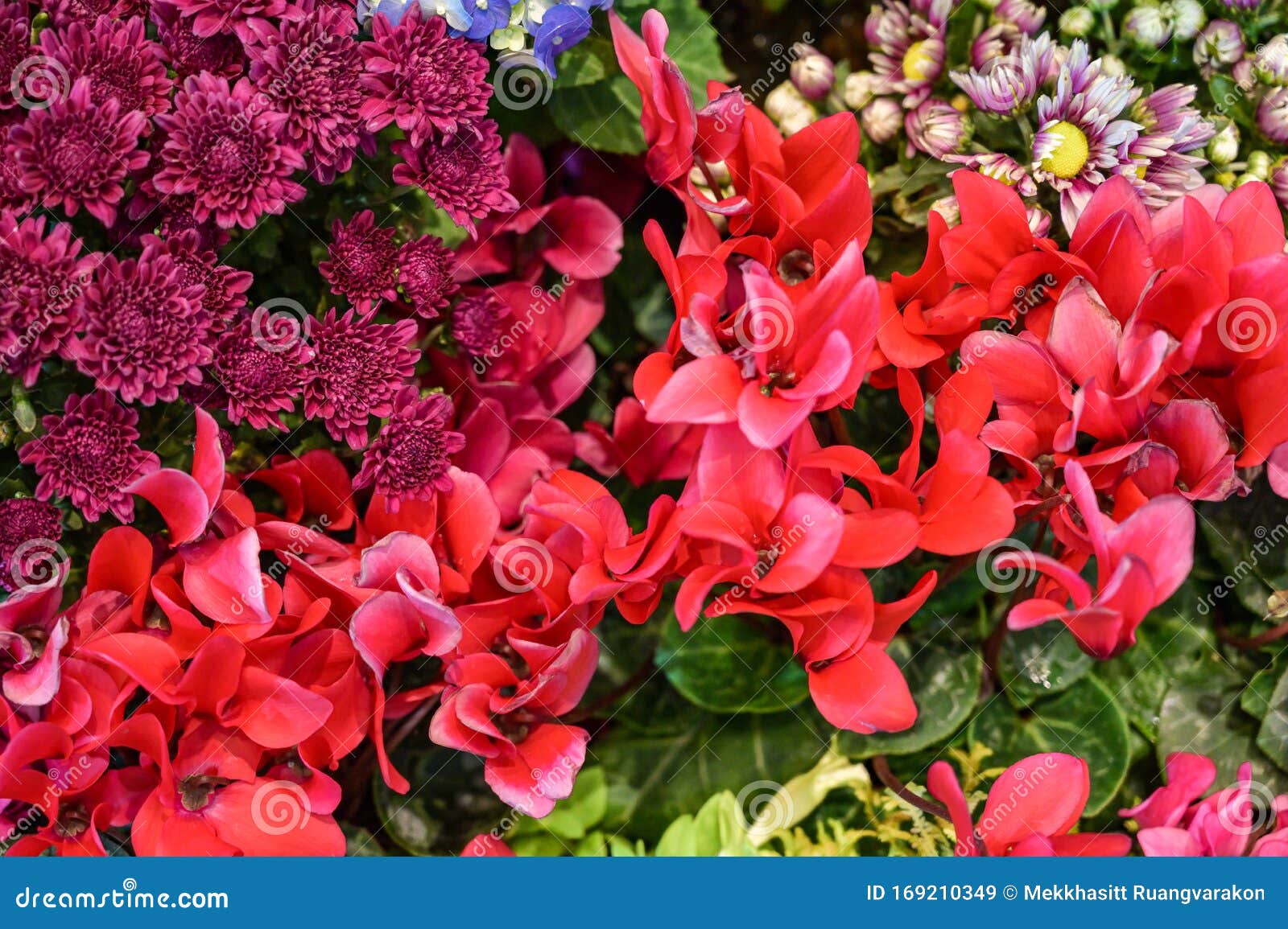 Una Combinación De Flores Moradas Y Rojas Que Se Ven Hermosas Y Juntas  Imagen de archivo - Imagen de plano, crisol: 169210349