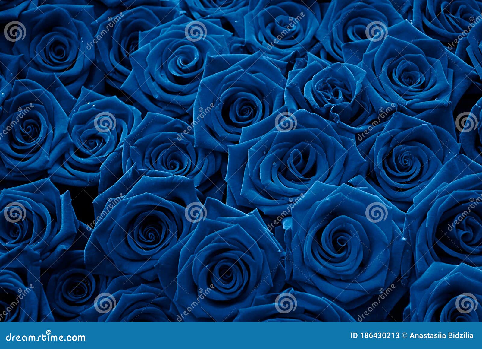 Una Docena De Rosas Rojas De Terciopelo Se Acercan En Color Azul En El Año  2020 Bello Fondo Buquetfloral Para El Diseño Imagen de archivo - Imagen de  fechado, fresco: 186430213