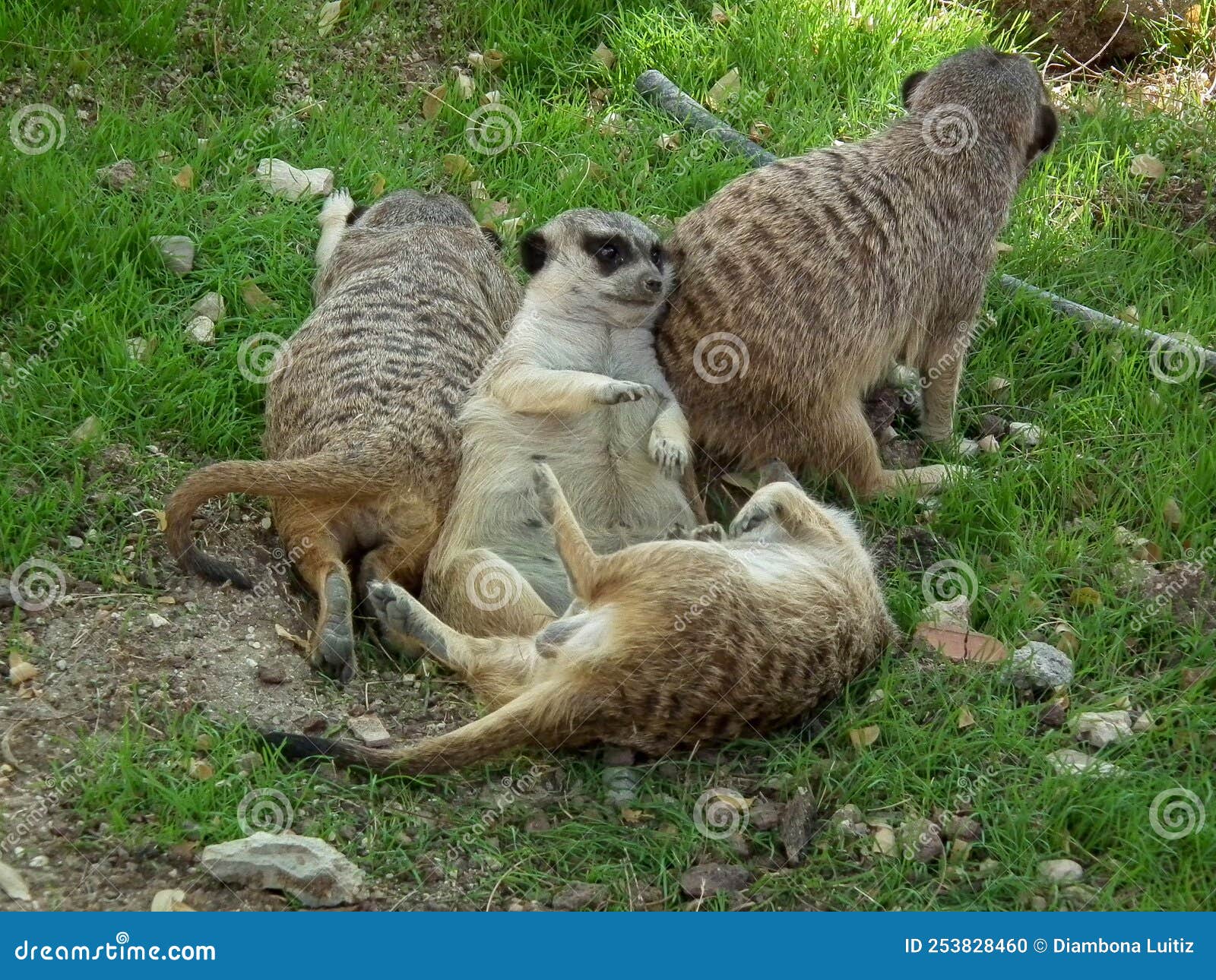 la famiglia dei lemuri