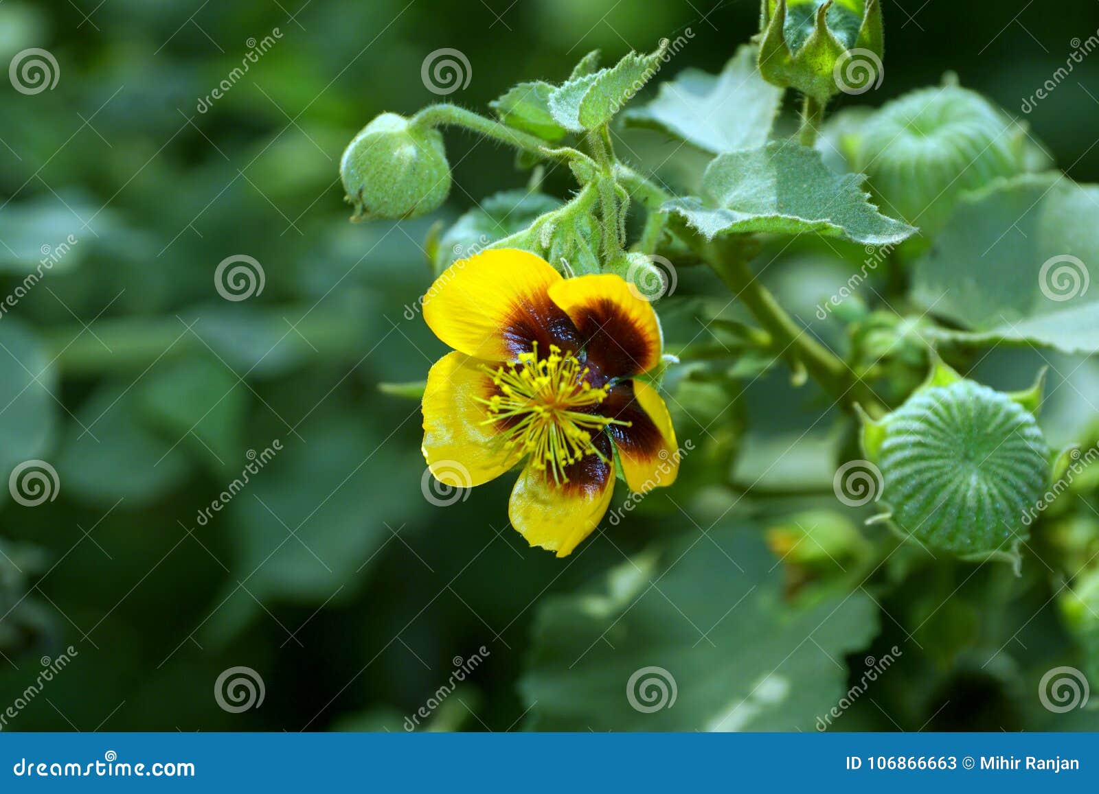 Una Flor Amarilla De La Malva India Del ` S De Palmer Con Las Vainas Verdes De  La Semilla Imagen de archivo - Imagen de malva, encontrado: 106866663