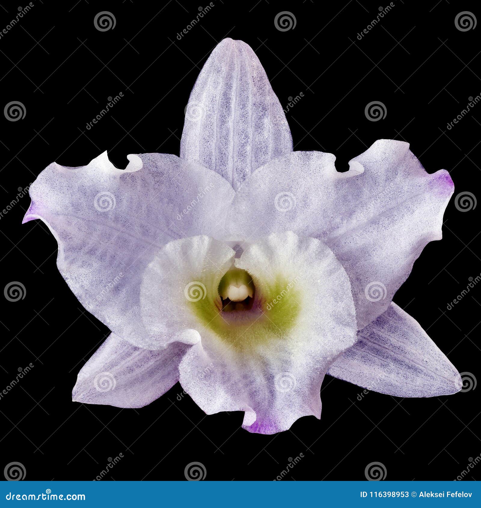 Una Flor Blanca De La Orquídea Con Una Sombra De La Lila, Aislada Con Un  Fondo Negro Primer Del Brote De Flor Elemento Para El Di Imagen de archivo  - Imagen de