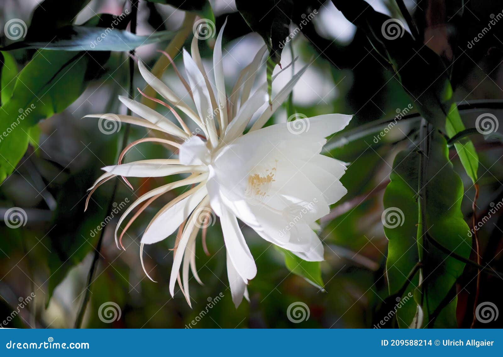 Una Flor Blanca De La Reina De La Noche Epiphyllum Oxypetalum Cactus Planta  Noche Floreciendo Con Encanto Hechizantemente Foto de archivo - Imagen de  completo, suculento: 209588214