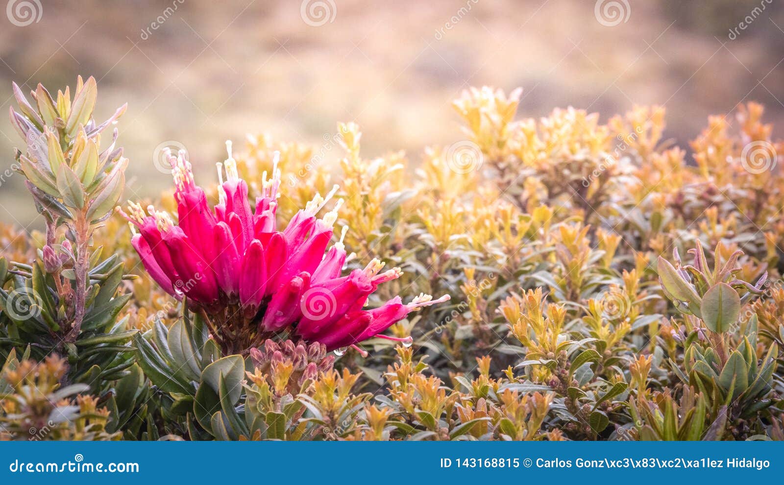 una flor de alta montaÃÂ±a color fucsia