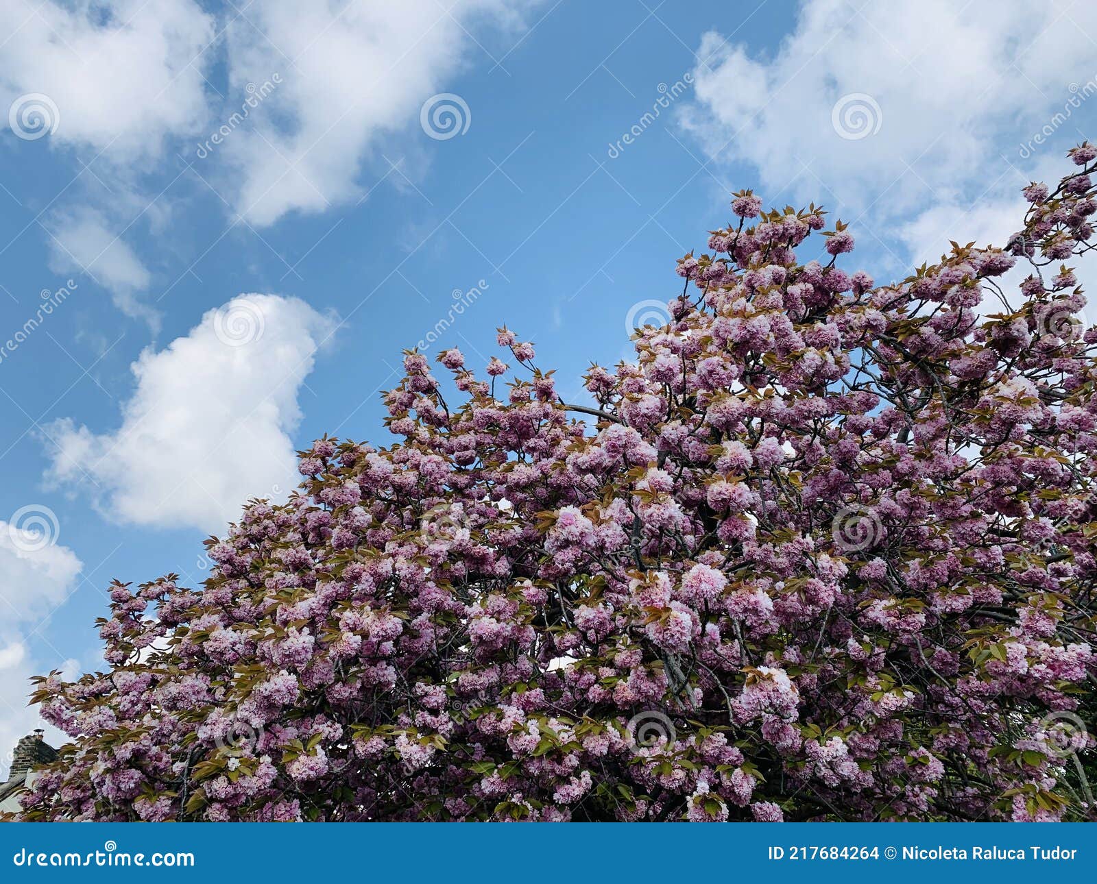 Una Flor De Cerezo Es Una Flor De Muchos árboles Del Género Prunus Conocida  Como Cerezo Japonés Y Sakura Foto de archivo - Imagen de antiguo, comer:  217684264