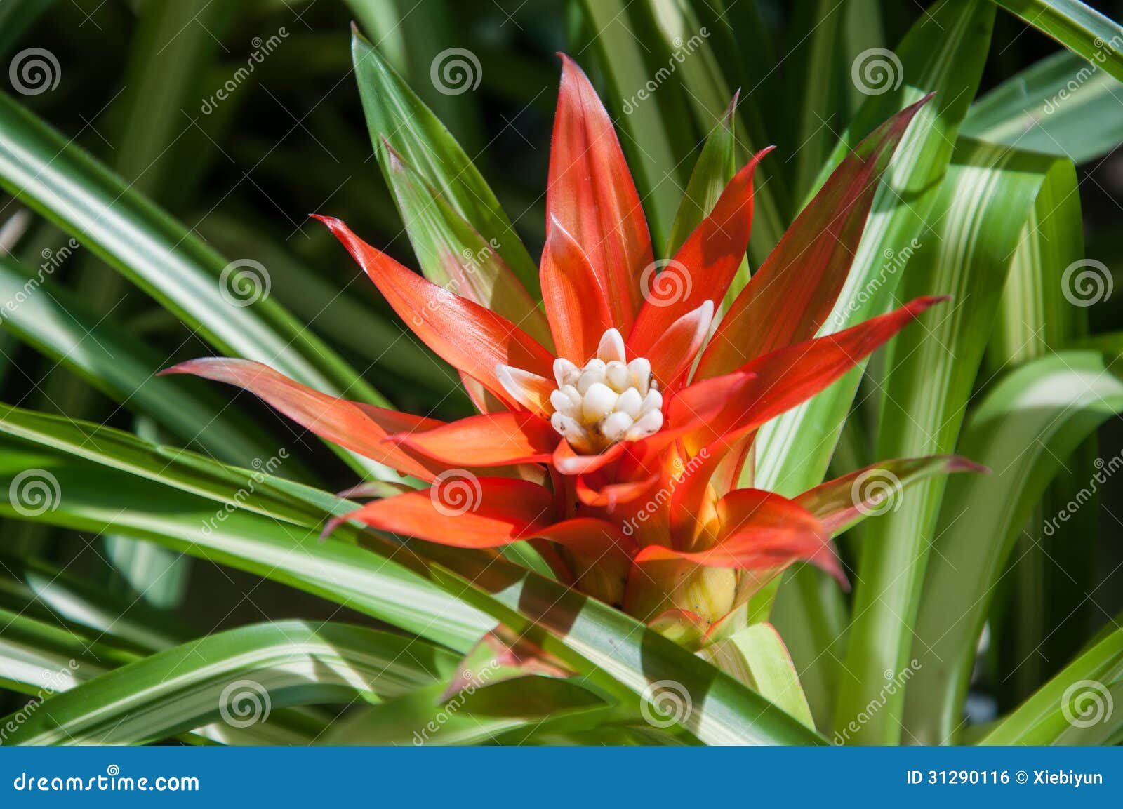 Una Flor De La Bromelia En El Jardín Botánico. Foto de archivo - Imagen de  pétalo, flora: 31290116