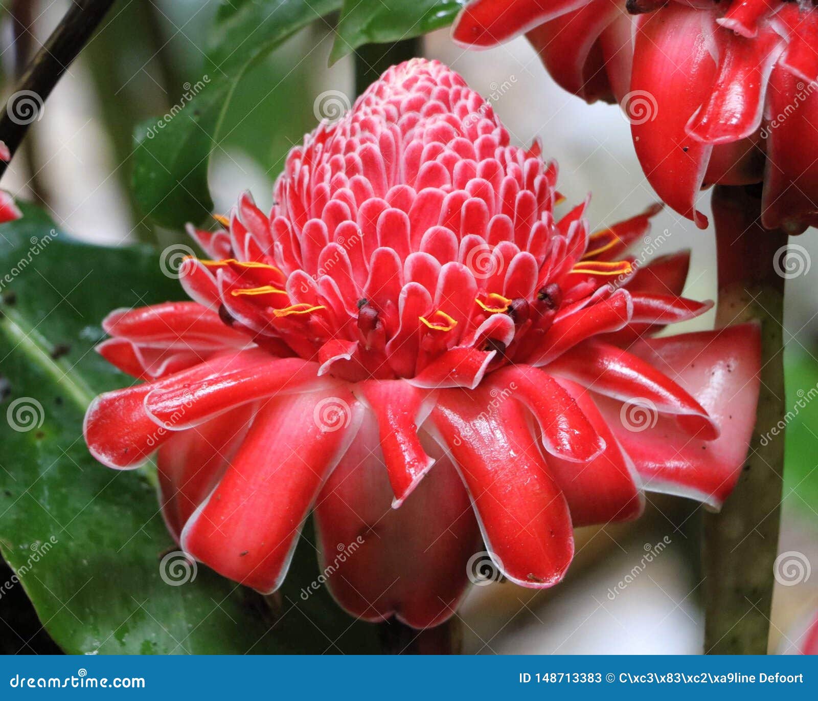 Una Flor Del Caribe Roja Grande Imagen de archivo - Imagen de planta,  grande: 148713383