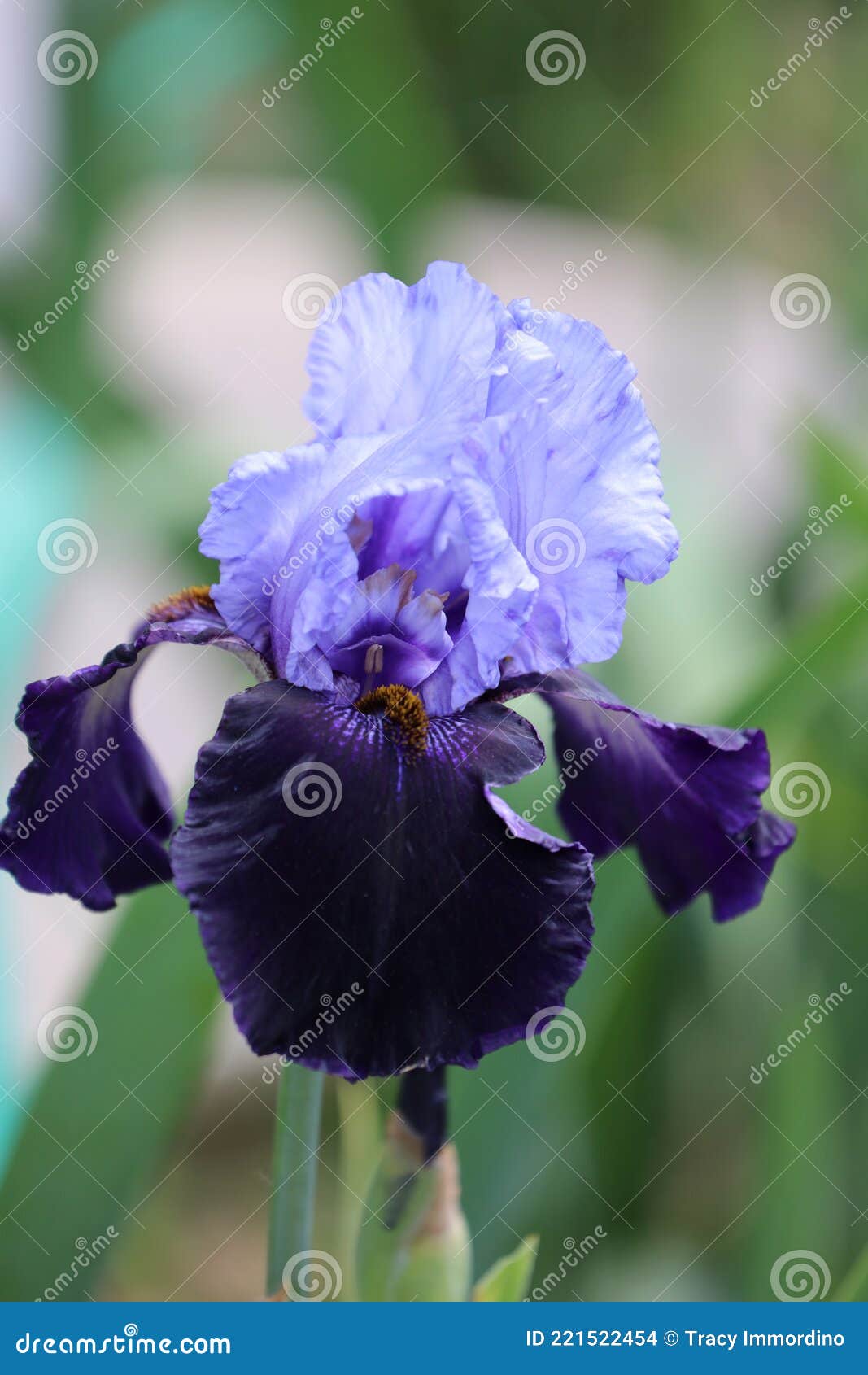 Una Flor Iris De Dos Tonos Morado Im Back Floreciendo En Primavera Foto de archivo - Imagen de diafragma, tono: 221522454 Una Flor Iris De Dos Tonos Morado Im Back Floreciendo En Primavera Foto de archivo - Imagen de diafragma, tono: 221522454