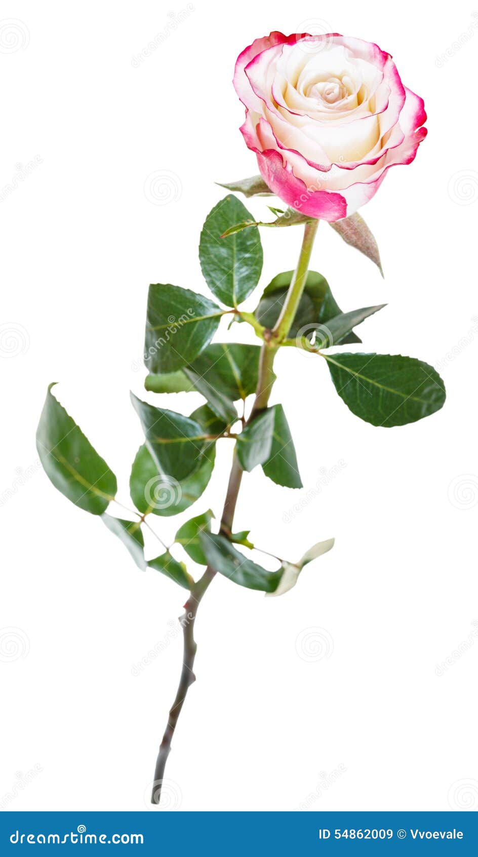 Una Flor Natural De La Rosa Del Rosa Aislada En Blanco Imagen de archivo -  Imagen de travieso, rosa: 54862009