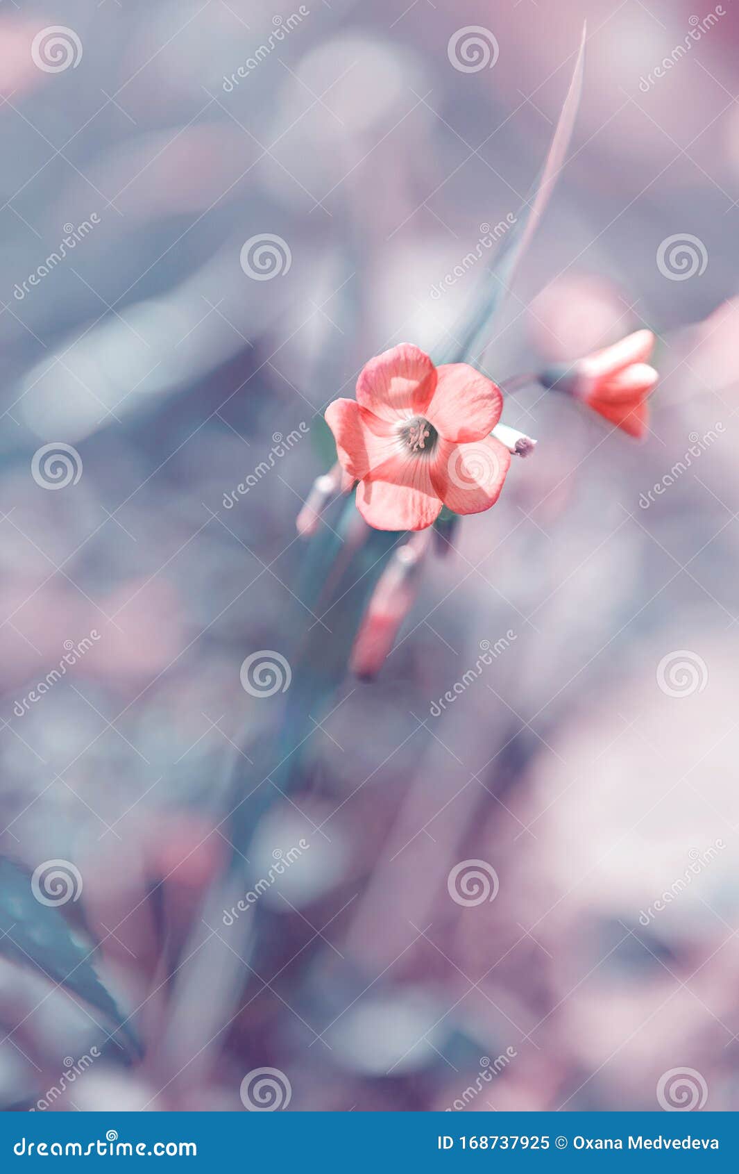 Una Flor Rosa Pequeña Y Elegante Pequeño Fondo De Flores Vintage, Bonita  Naturaleza, Tonificante Diseño Natural De Primavera Imagen de archivo -  Imagen de verano, resorte: 168737925