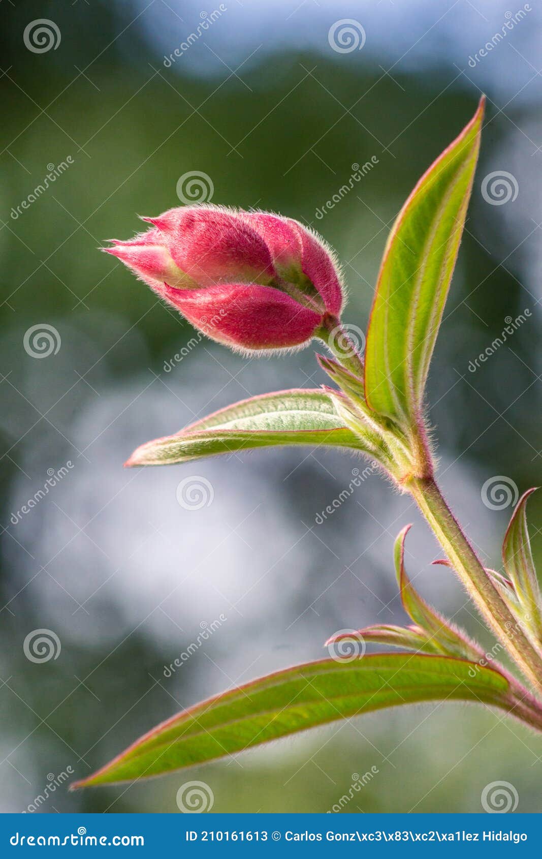 una flor tibouchina del sur de colombia