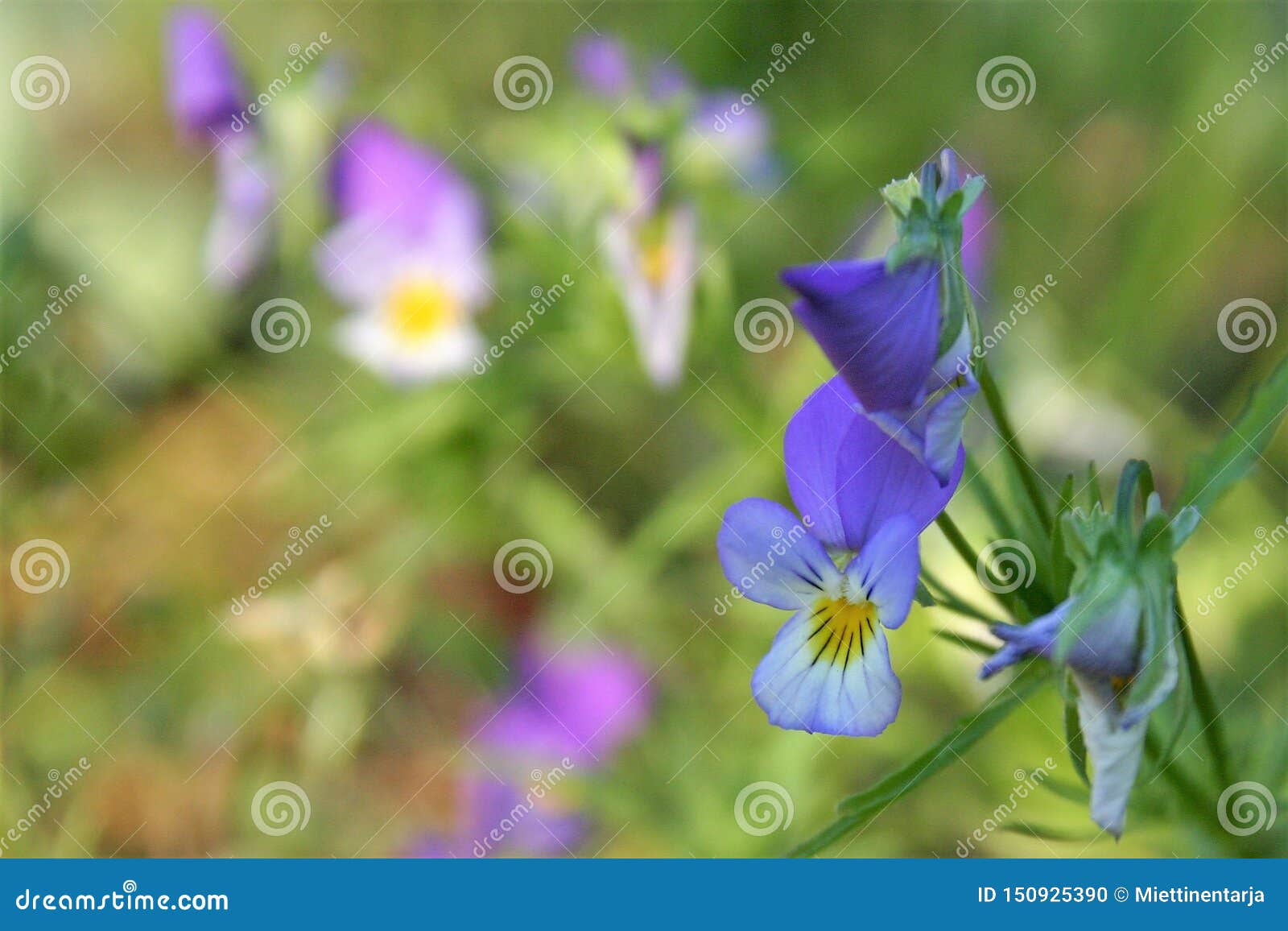 Una Flor Violeta Azul En Prados En Día Soleado Foto de archivo - Imagen de  pétalos, belleza: 150925390