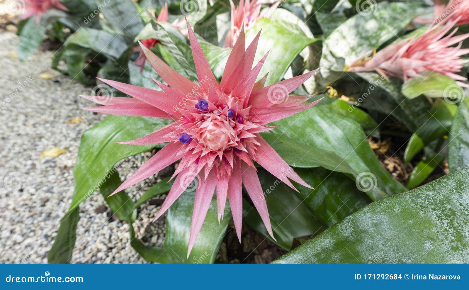 Una Foto De Primer Plano De La Exótica Flor Aechmea Fasciata Rosa En Un  Hábitat Natural Para Revistas, Calendarios, Fondos De Pan Foto de archivo -  Imagen de calendarios, agradable: 171292684