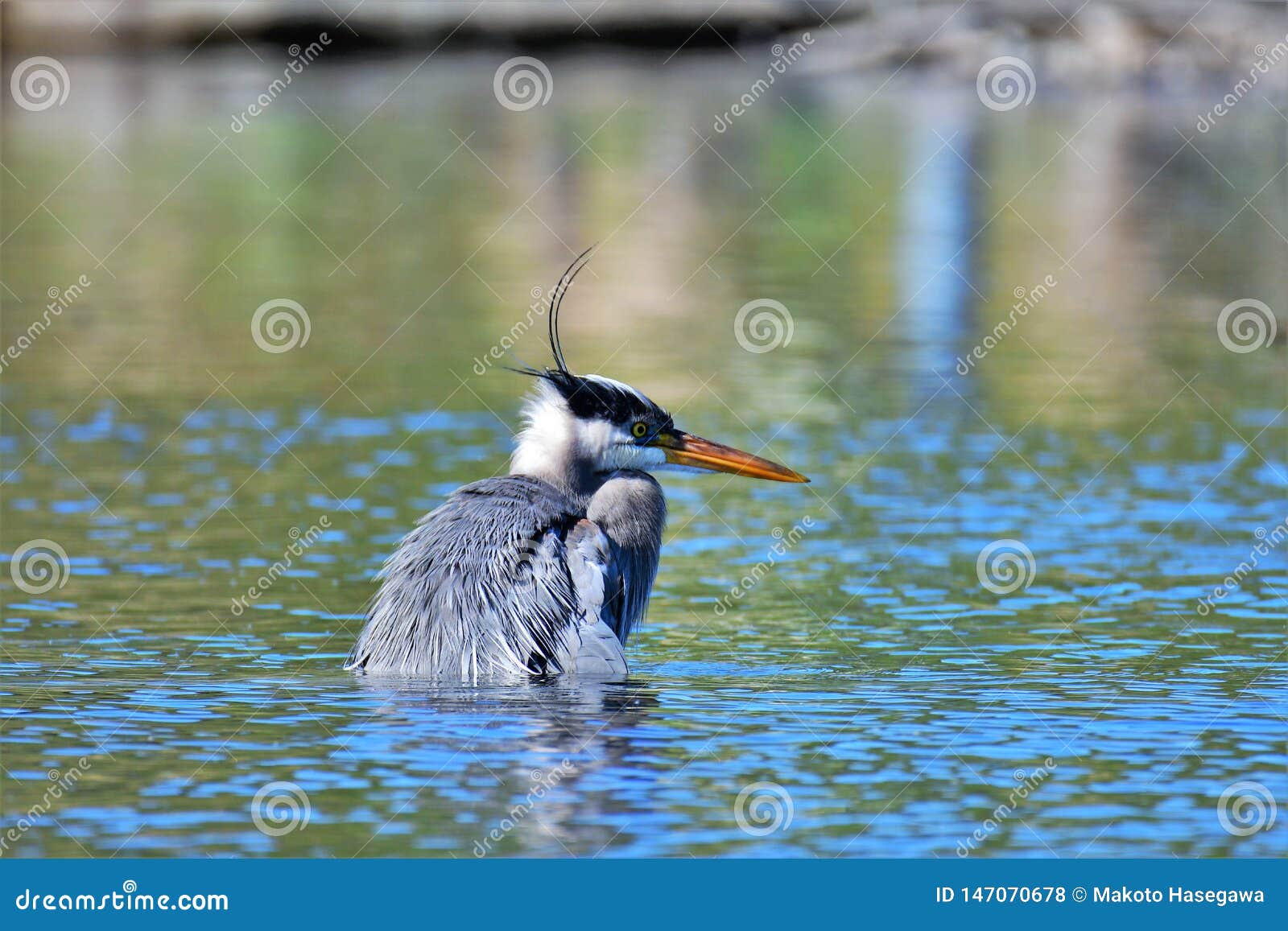 Una gran garza azul que intenta coger los pescados primer 
Lago A.C. Canadá Burnaby