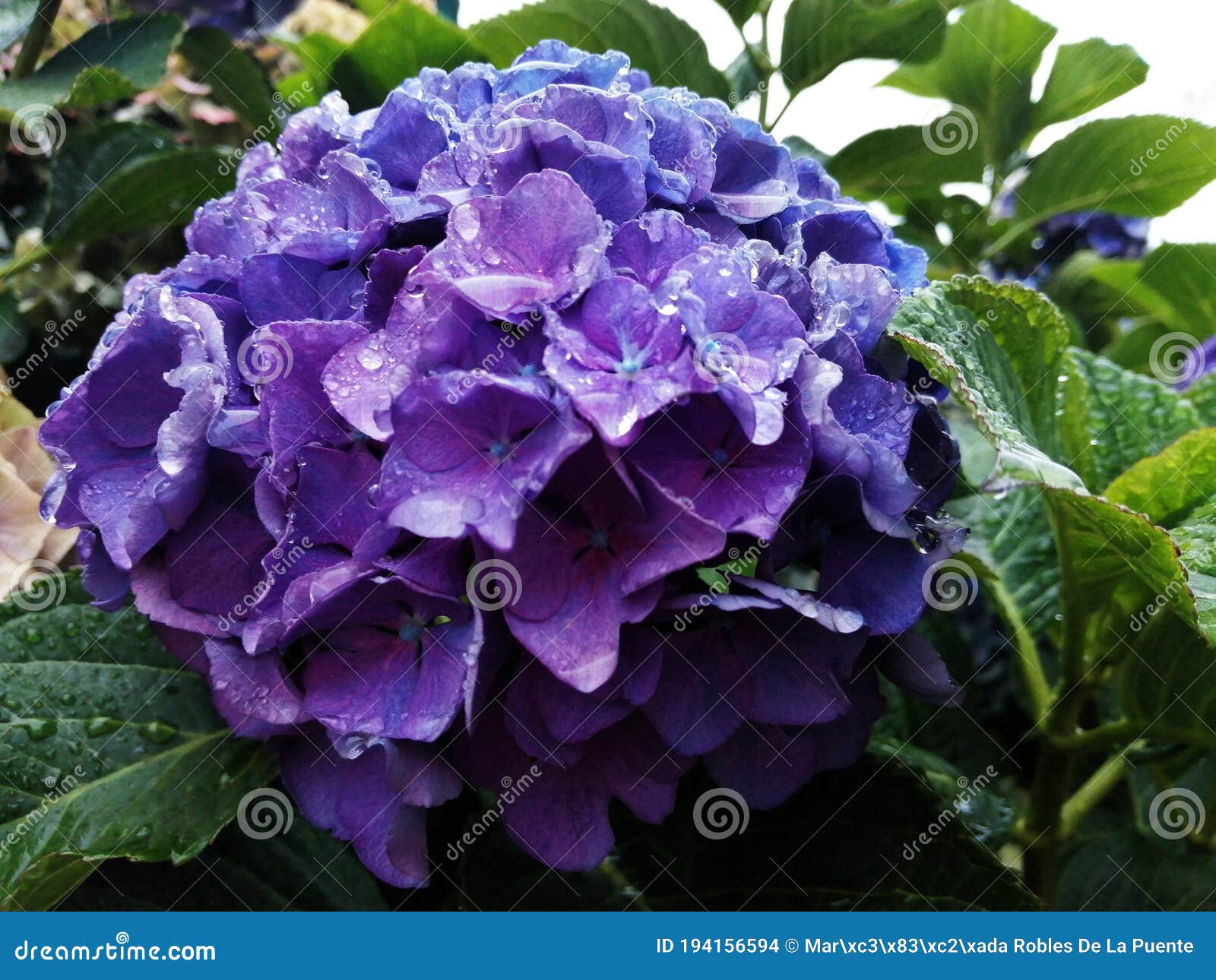 una hortensia de color violeta bajo la lluvia