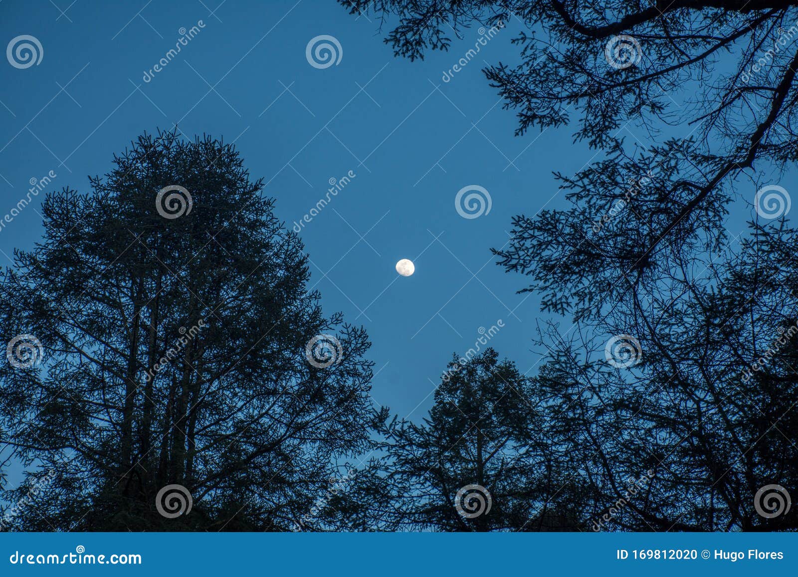 moon among the trees of a forest