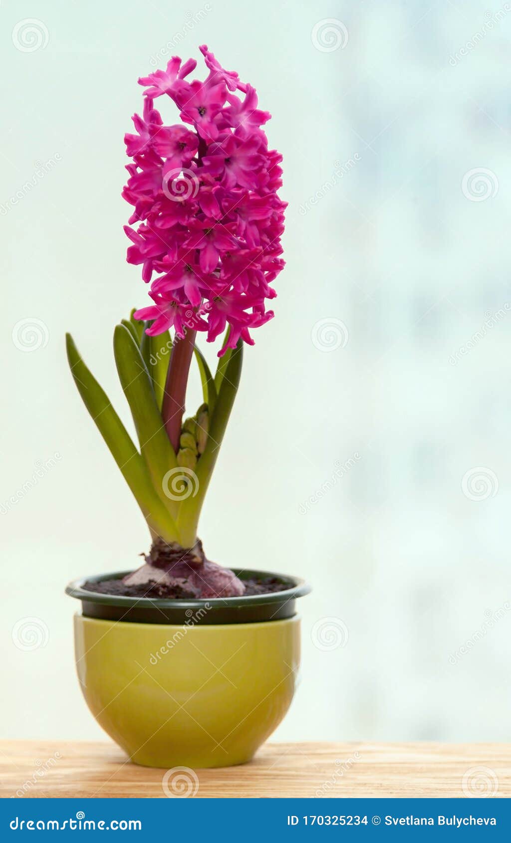 Una Maceta De Flor De Jacinto Rosa En Un Día De Primavera Fría En La  Ventana Foto de archivo - Imagen de crecimiento, floral: 170325234