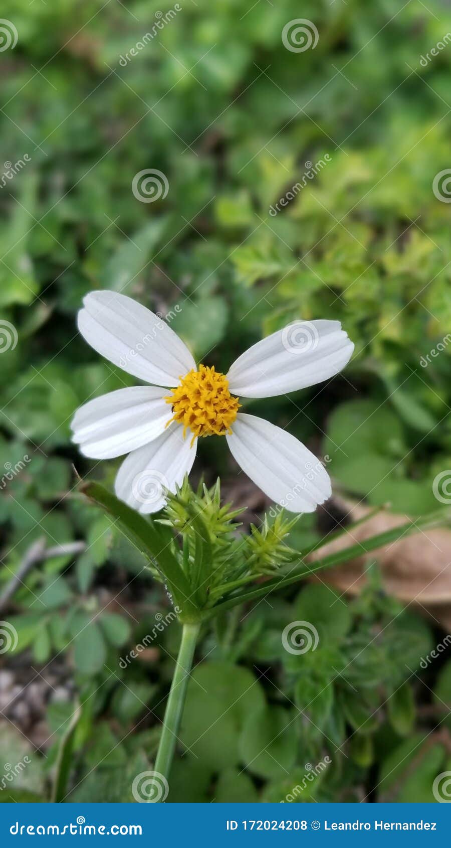 Una Margarita Salvaje En Flor Sin Tres Pétalos Foto de archivo - Imagen de abejas, completo: 172024208 Una Margarita Salvaje En Flor Sin Tres Pétalos Foto de archivo - Imagen de abejas, completo: 172024208