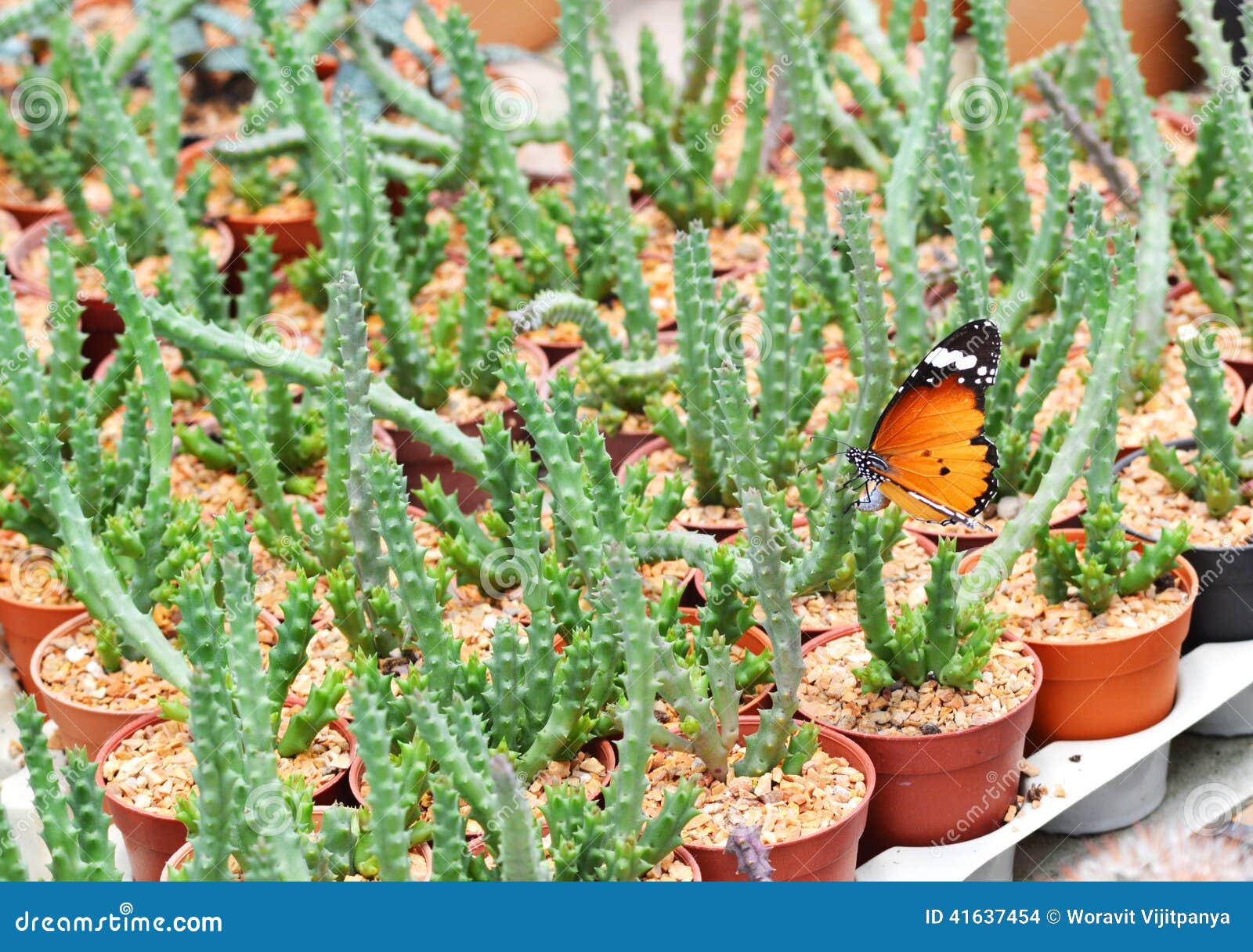 Una Mariposa Y Un Cactus Hermosos Foto de archivo Imagen de negro
