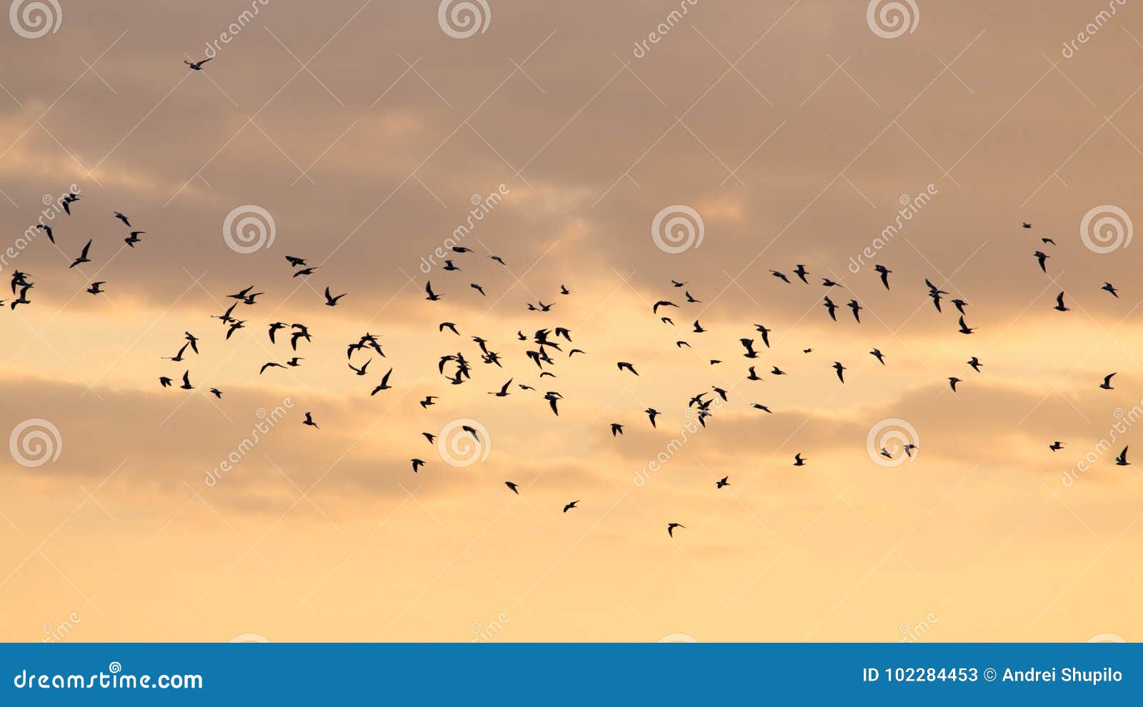 Una multitud de los pájaros en el amanecer, el sol