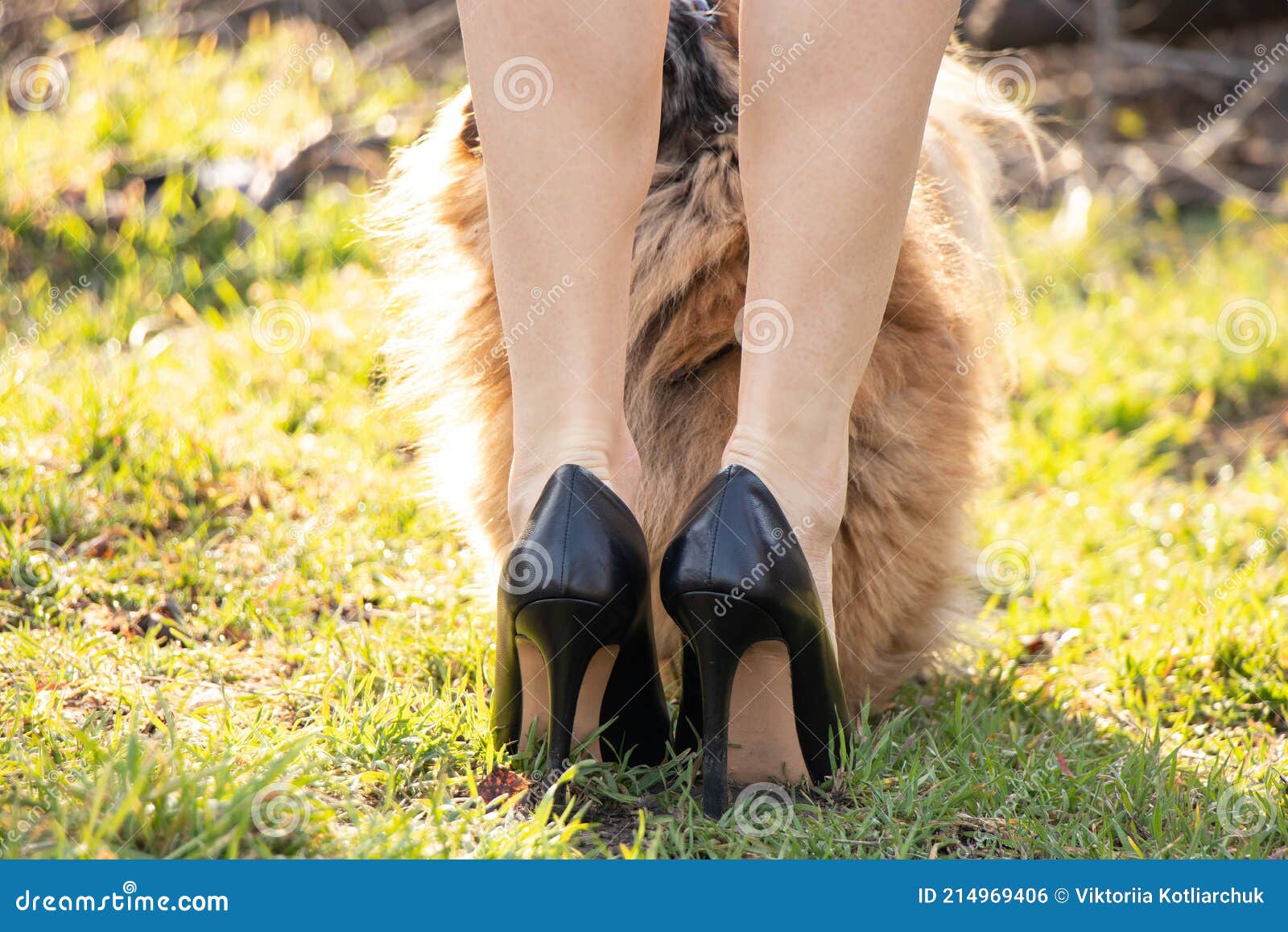 Una Niña De Zapatos De Tacón Alto De Cuero Negro Y Un Perro Pekingés  Pelirrojo Se Encuentra Junto a él Sobre Hierba Verde Foto de archivo -  Imagen de animal, talones: 214969406