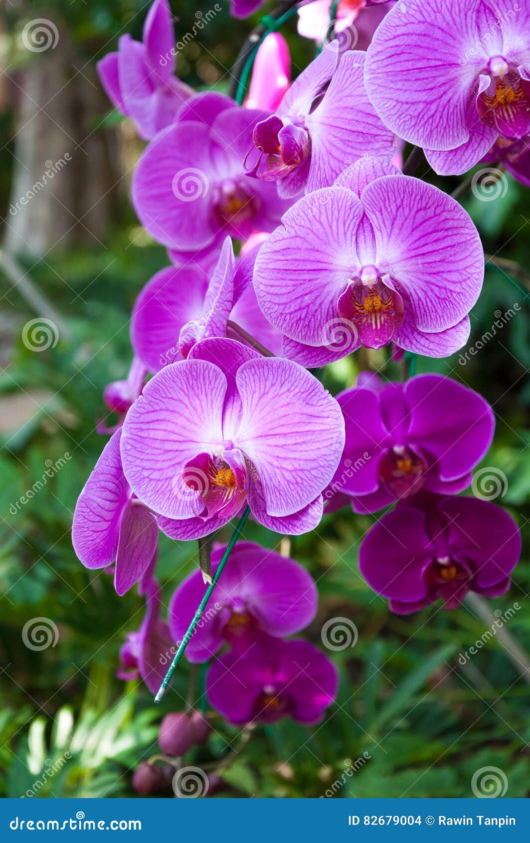 Una Orquídea Hermosa Púrpura En El Phalaenopsis Natural De La Orquídea Foto  de archivo - Imagen de aroma, color: 82679004