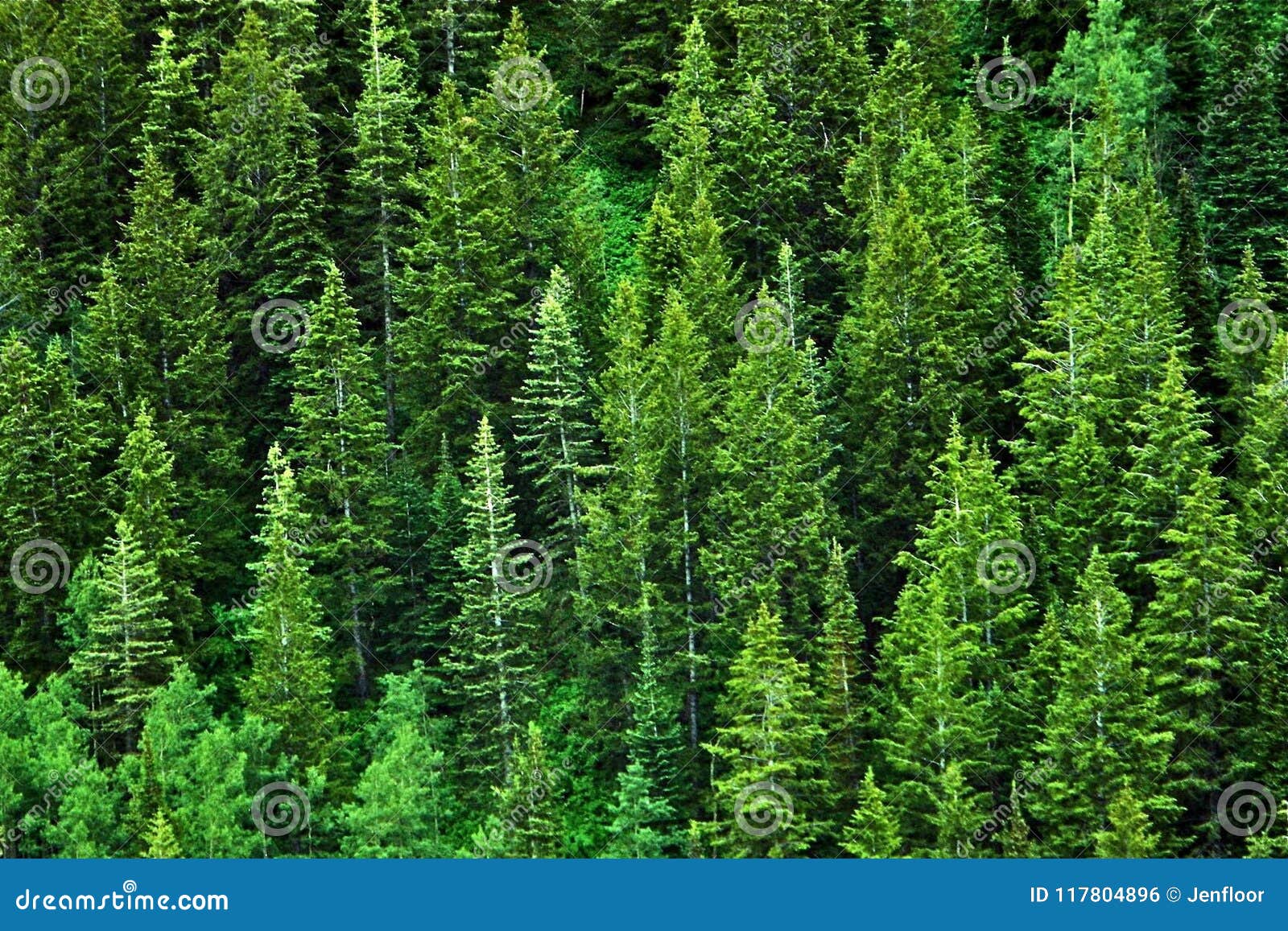 Una pared de pinos verdes foto de archivo. Imagen de calma 117804896