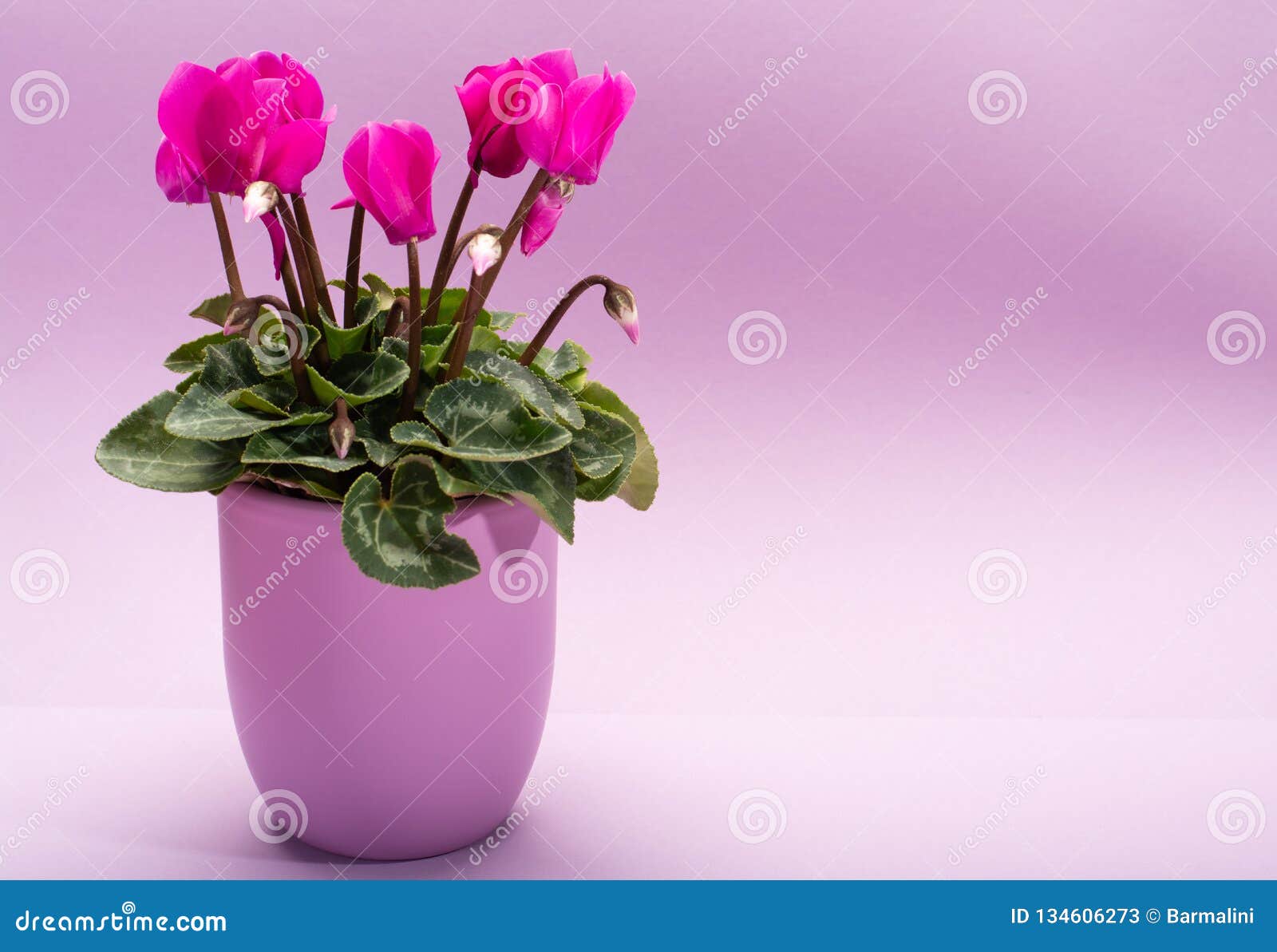 Una Planta Rosada Del Ciclamen Con Las Flores En Pote De La Lila En El  Fondo De Moda De La Lila, Espacio De La Copia, Cierre Para Imagen de  archivo - Imagen