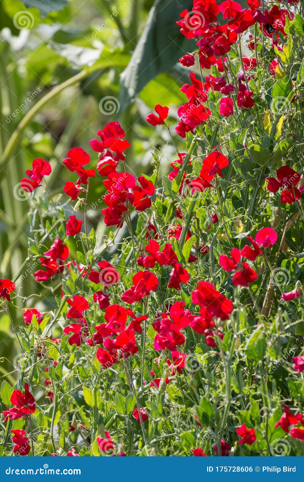 Una Profusión De Flores De Guisantes Dulces Rojos Floreciendo Al Sol Foto de archivo - Imagen de anual, rojo: 175728606 Una Profusión De Flores De Guisantes Dulces Rojos Floreciendo Al Sol Foto de archivo - Imagen de anual, rojo: 175728606