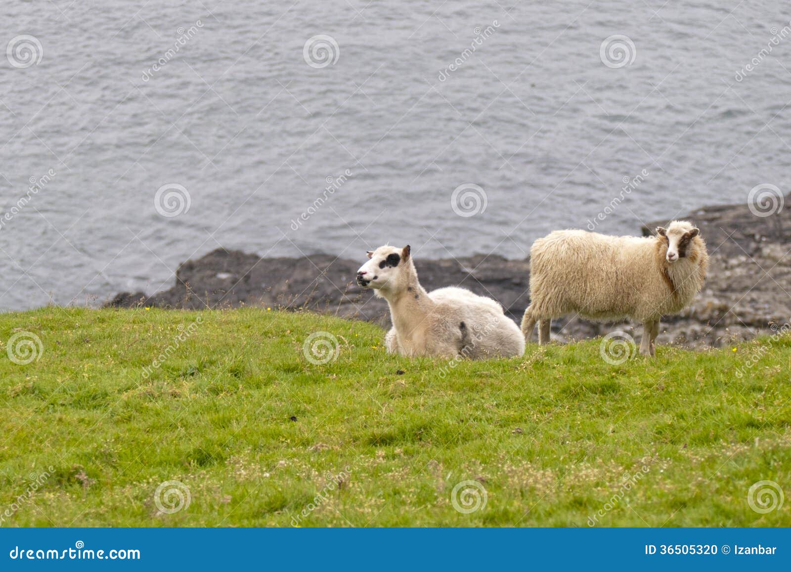 Una ram di due pecore sui precedenti blu dell'erba e del mare. Ram in bianco e nero delle pecore sui precedenti blu dell'erba e del mare