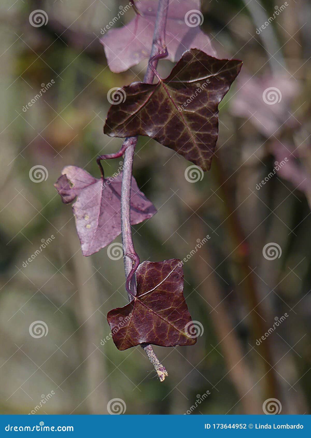 Una Rama Colgante De Ivy Se Volvió Púrpura En El Frío Foto de archivo - Imagen de