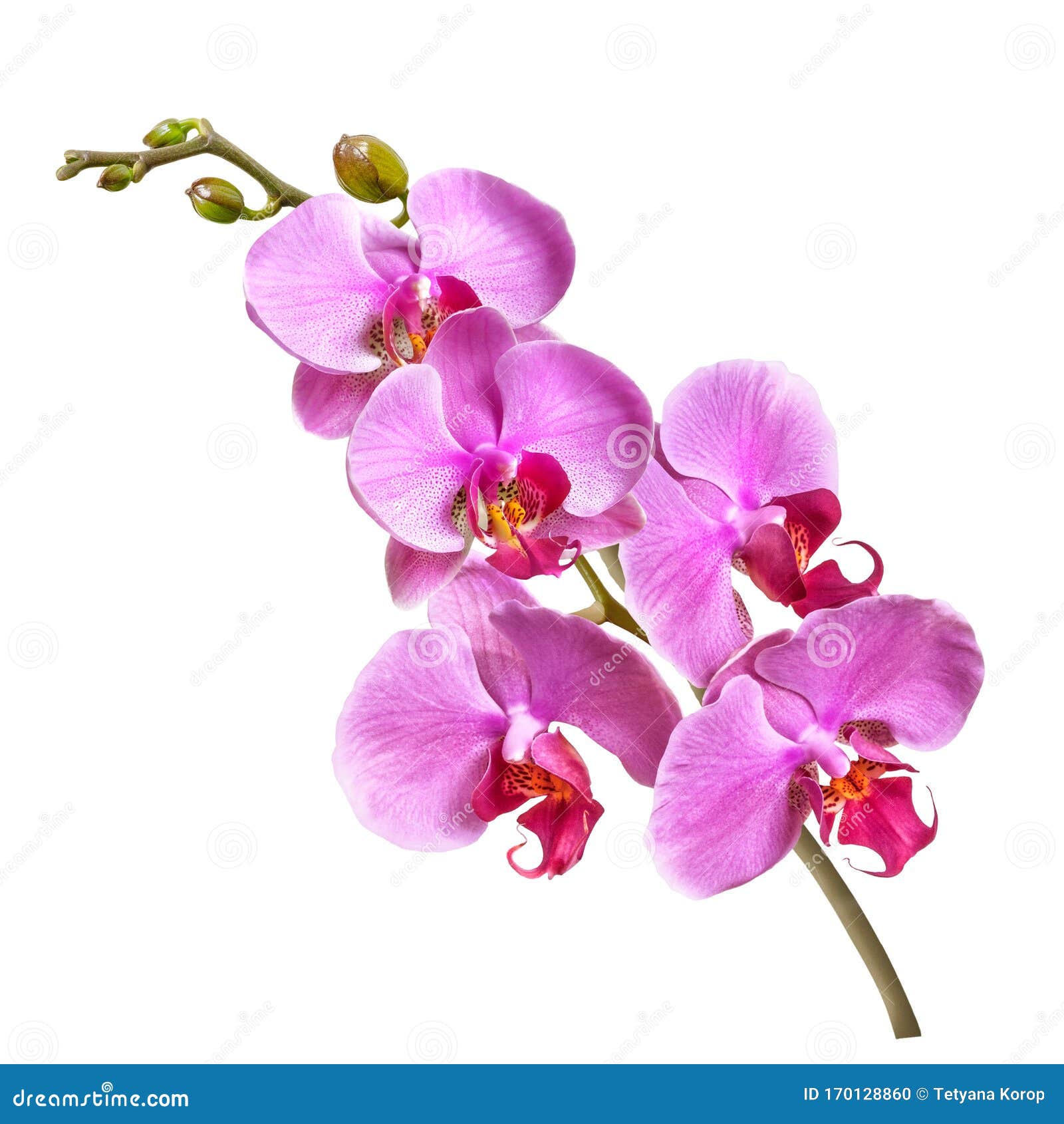 Una Rama De Flores De Orquídeas De Falaenopsis Y Brotes Aislados Sobre  Fondo Blanco Foto de archivo - Imagen de ramo, frescura: 170128860