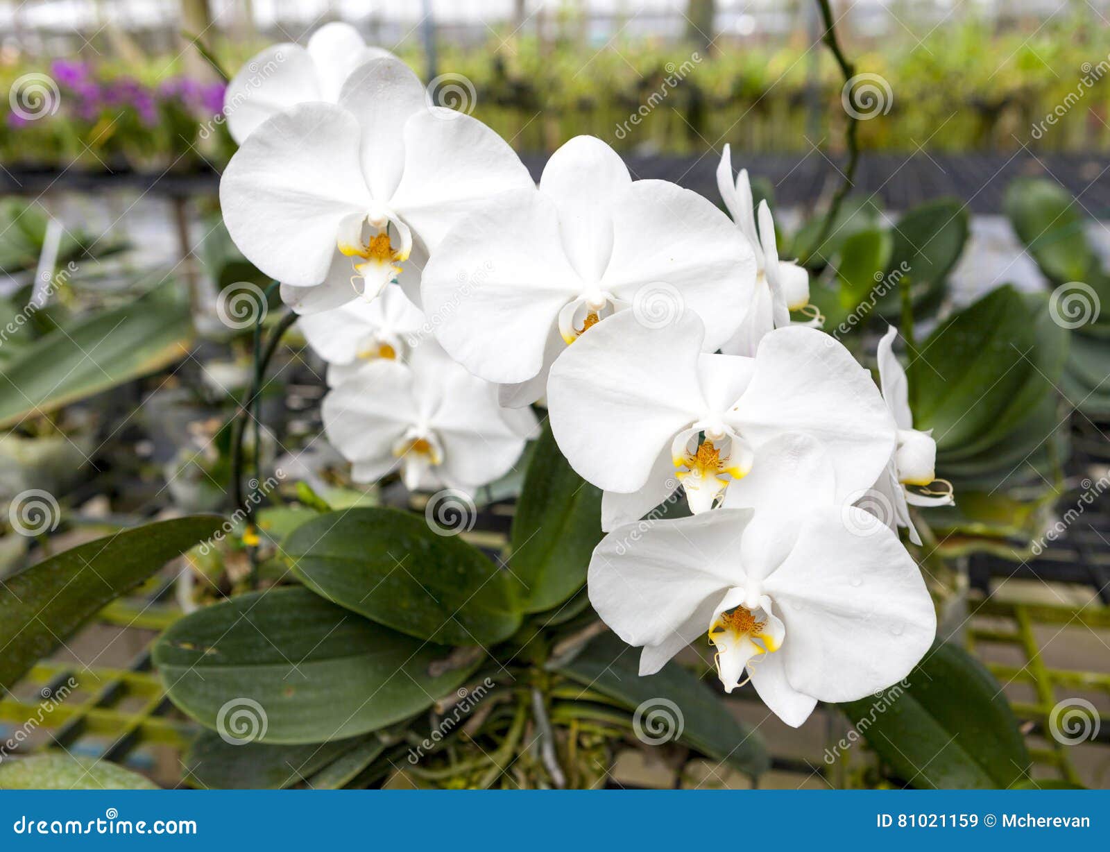 Una Rama De Una Flor Blanca Grande De La Orquídea Primer Hermoso De Los Flores  Flor De La Orquídea En Una Rama En Un Jardín De or Imagen de archivo -  Imagen