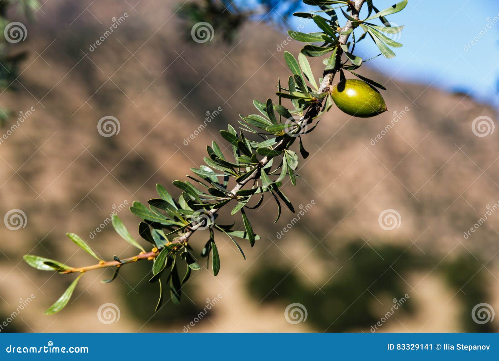 Una rama del olivo en Marruecos