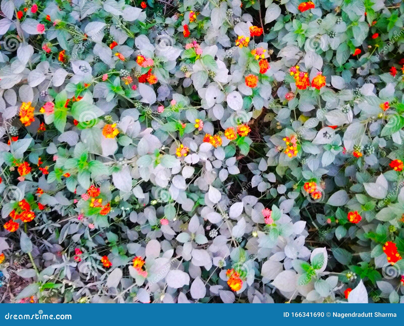 Una Rara Ilustracion Digital Colorida De Un Patron Grafico De Flores De Lantana Multicolor Foto De Archivo Imagen De Flores Extracto 166341690