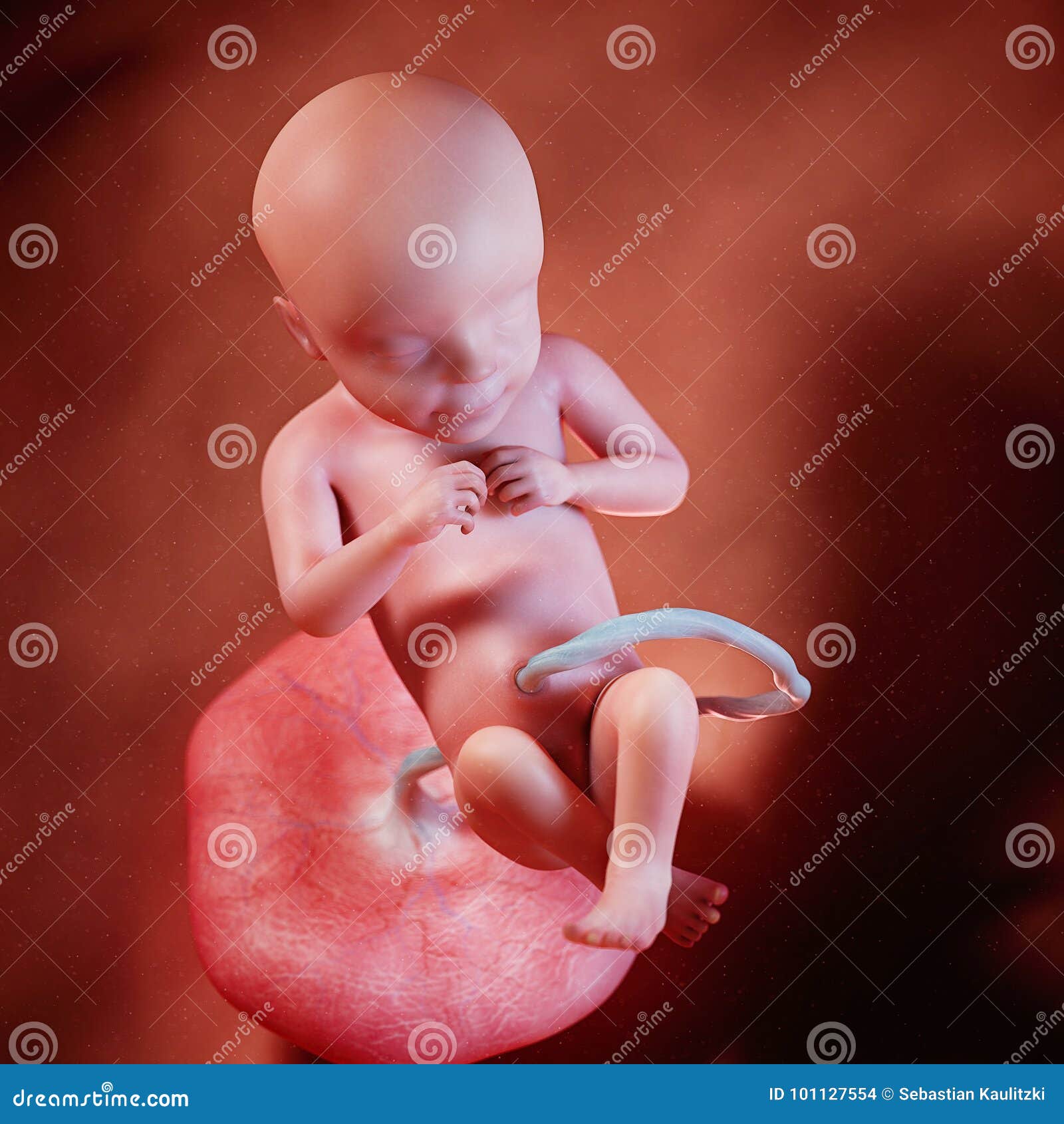 Una Settimana 28 Del Feto Illustrazione Di Stock Illustrazione Di Rappresentazione