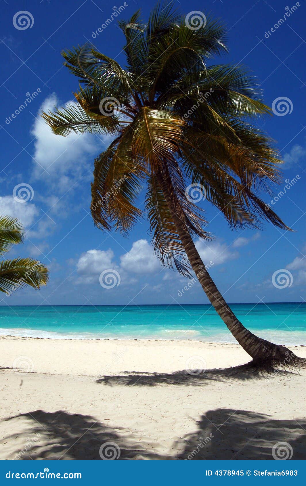 Patch Napapijri Toppe Appliche Tropicali Palma - Confezione Da 3