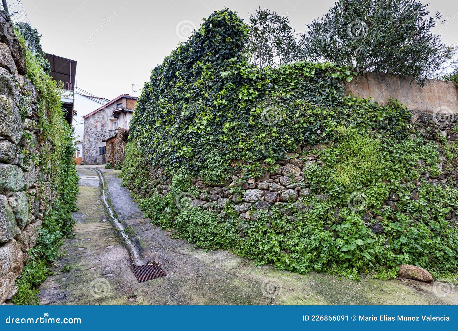 Una Strada Stretta Con Muri Di Pietra Ricoperti Di Edera Verde E Un  Ruscello D'acqua Nel Centro Della Città Di Villanueva De La Ve Fotografia  Editoriale - Immagine di cityscape, paesaggio: 226866091