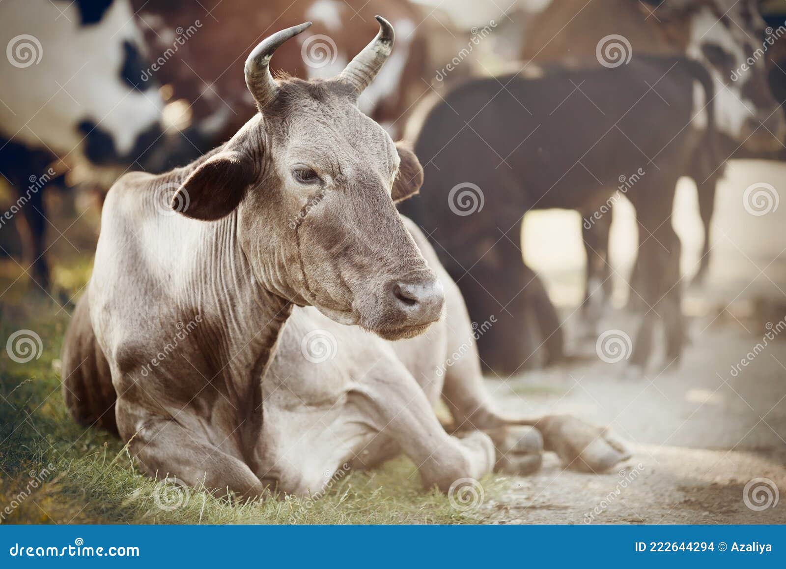 Una Vaca Beige Está Echada Sobre El Césped Foto de archivo - Imagen de  fauna, animal: 222644294