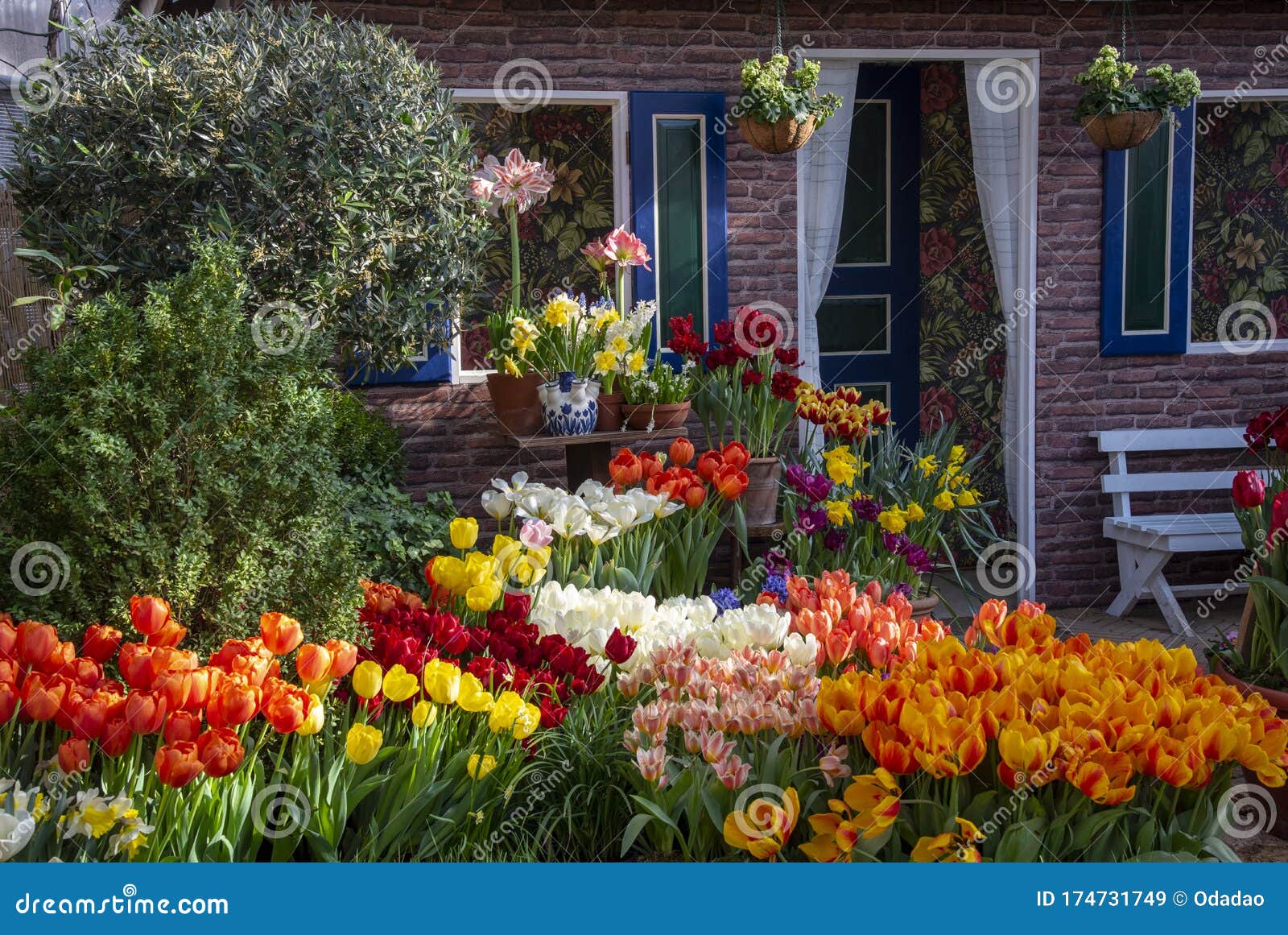 Una Variedad De Flores Bulbosas De Primavera Adornan La Entrada a La Casa Imagen de archivo - Imagen de lujo, admirar: 174731749 Una Variedad De Flores Bulbosas De Primavera Adornan La Entrada a La Casa Imagen de archivo - Imagen de lujo, admirar: 174731749