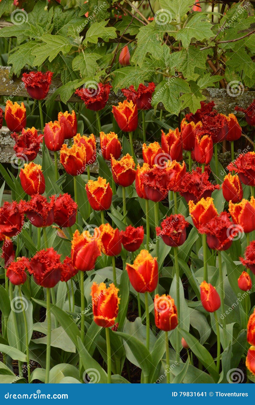 Una Variedad De Tulipanes Franjados En Una Cama De Flor Imagen de archivo -  Imagen de tulipanes, dentado: 79831641