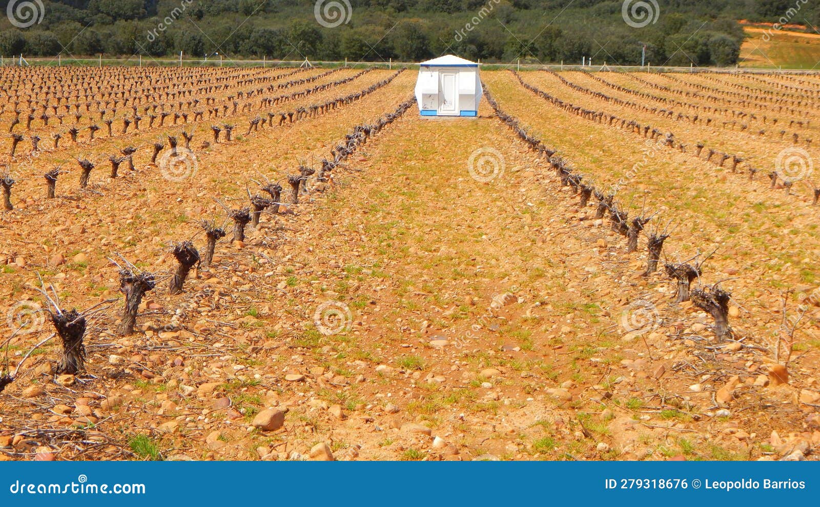 vineyard in the tera walley, zamora, spain