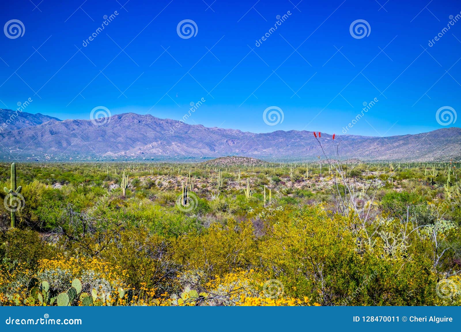 Una vista della siluetta delle montagne di Rincon nel parco nazionale del saguaro, Arizona. Una vista delle montagne di Rincon circondate dal cactus del saguaro nell'ambiente del verde al parco nazionale del saguaro