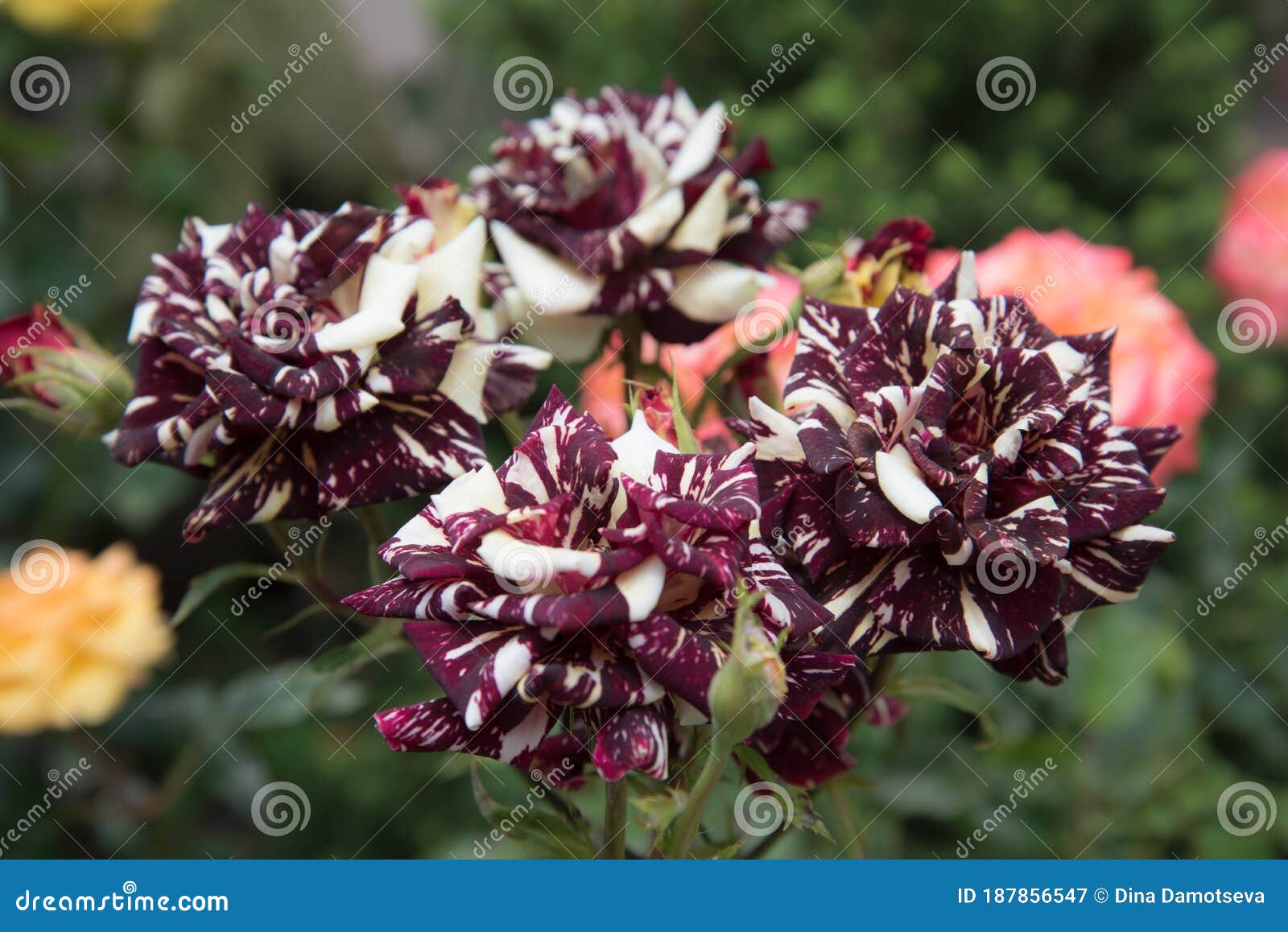 Unas Cuantas Flores Rosas Amarillas Borgoñas. Color De Manchas O Rayas De Los Pétalos Poco Comunes. El Concepto De Selección. Post Imagen de archivo - Imagen de valentina, verano: 187856547 Unas Cuantas Flores Rosas Amarillas Borgoñas. Color De Manchas O Rayas De Los Pétalos Poco Comunes. El Concepto De Selección. Post Imagen de archivo - Imagen de valentina, verano: 187856547