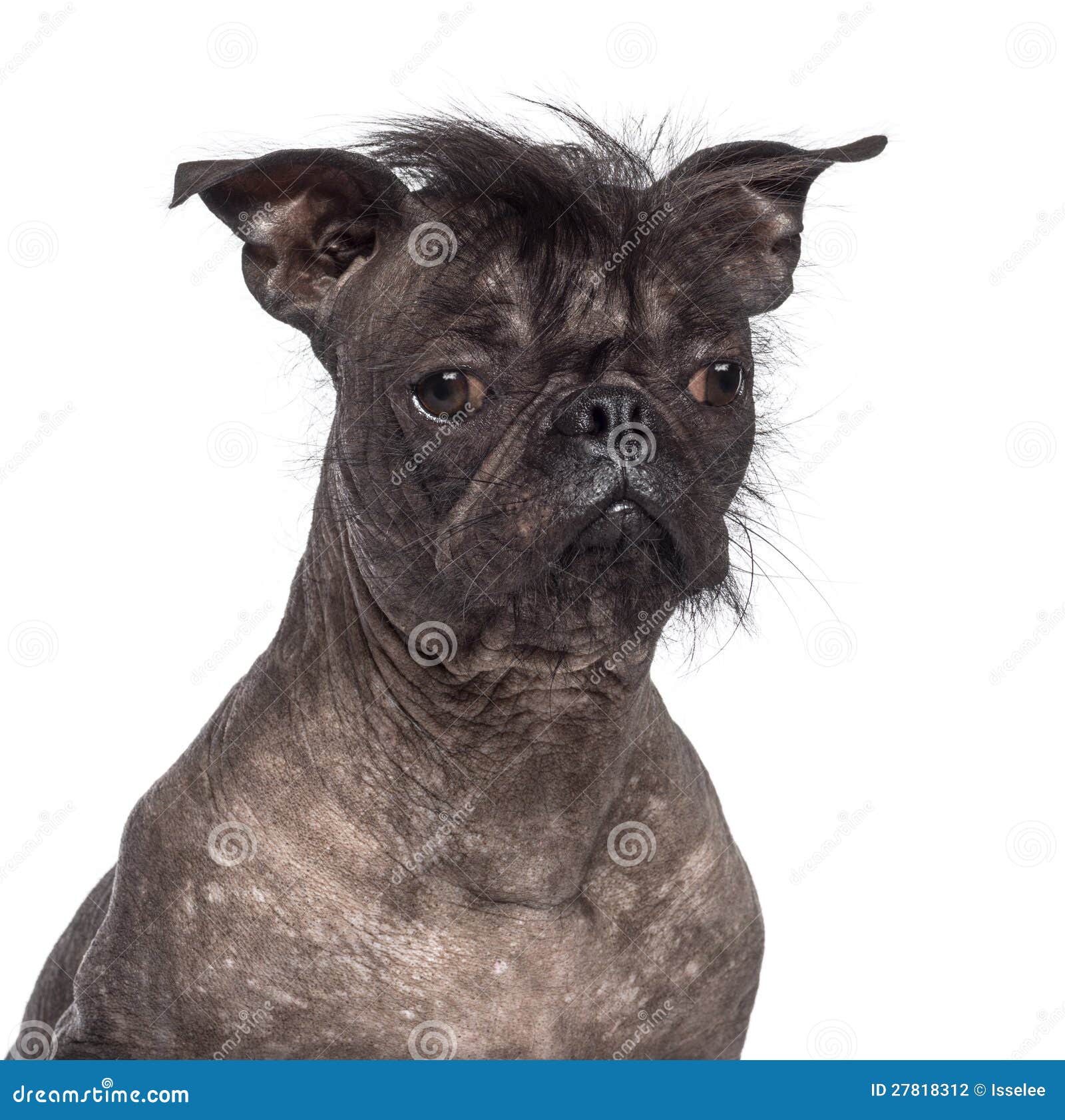 Unbehaarter Hund, Mischung Zwischen Französischer Bulldogge Stockfoto