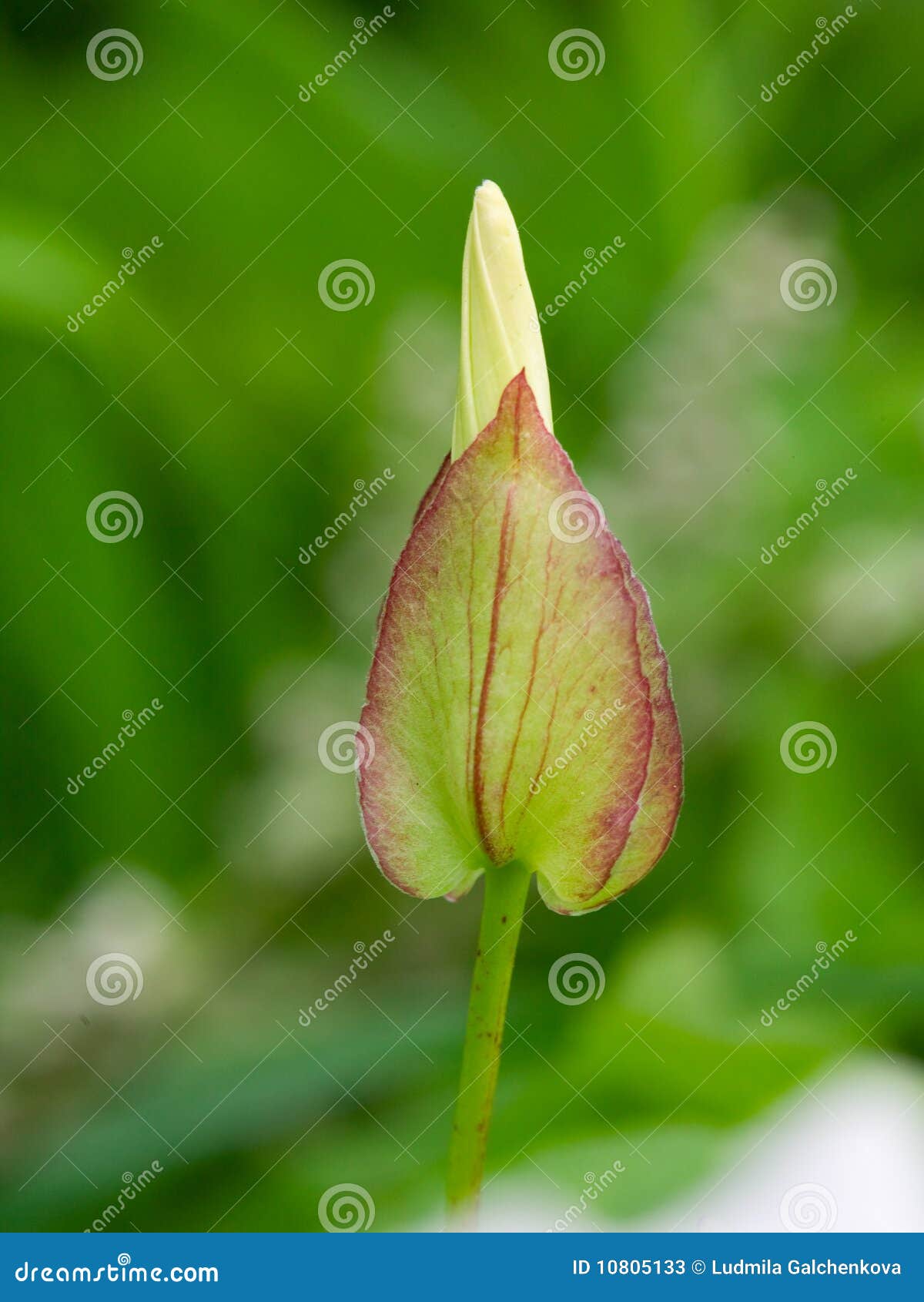 Unblown flower buds stock image. Image of buds, white 10805133